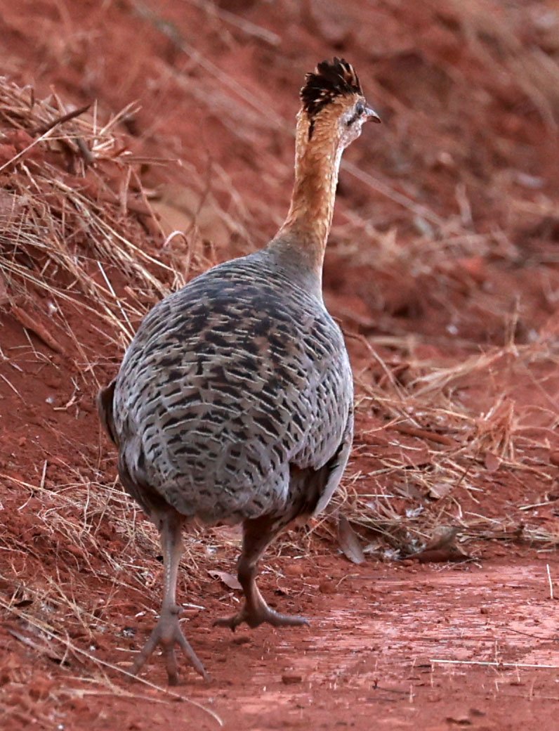 Tinamou - Red-winged Tinamou - Rhynchotus rufescens - Emas National Park, Goias State, Brazil  (9).jpg