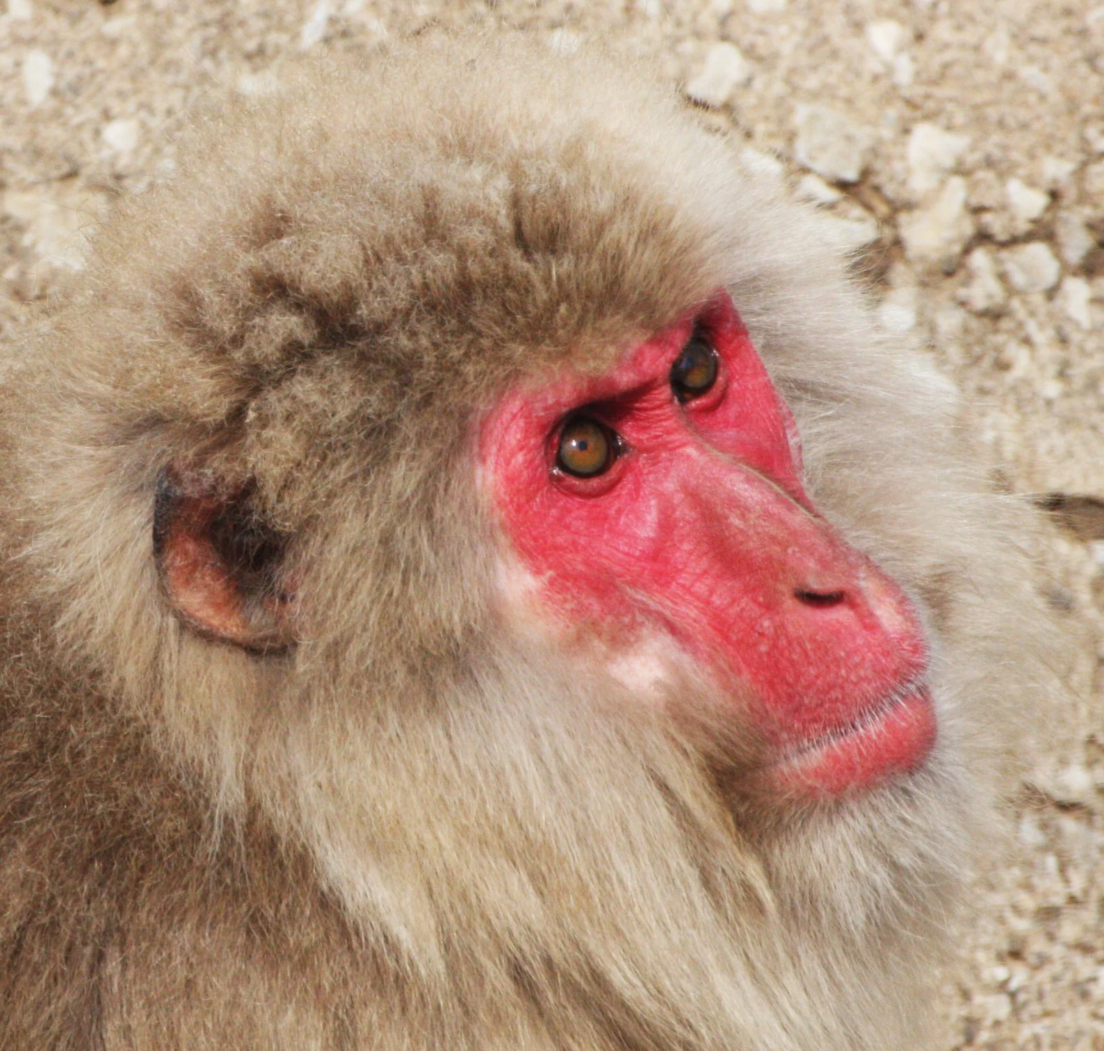 CERCOPITHECIDAE - Macaca fuscata fuscata - JAPANESE MACAQUE - SHIMOKITA PENINSULA JAPAN (30).jpg