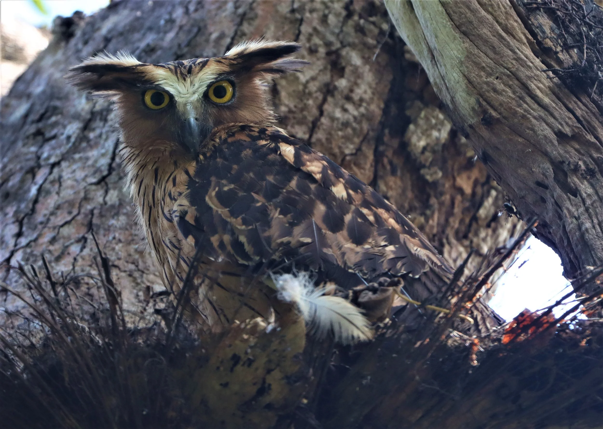 OWL - BUFFY FISH OWL - Ketupa ketupu - KAENG KRACHAN THAILAND (14).jpg