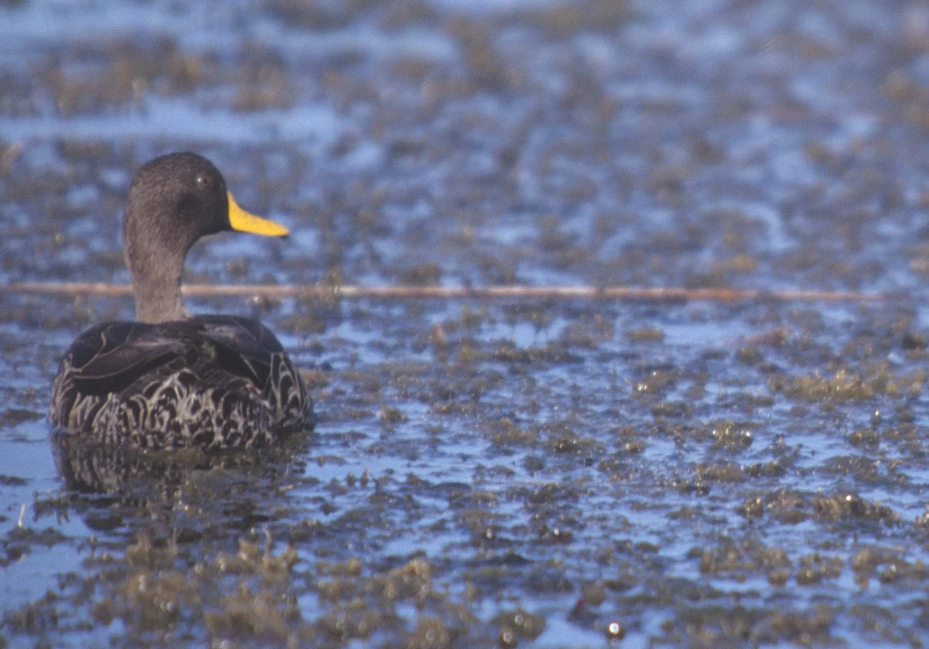 BIRDS - DUCK - YELLOWBILLED- KRUGER A.jpg