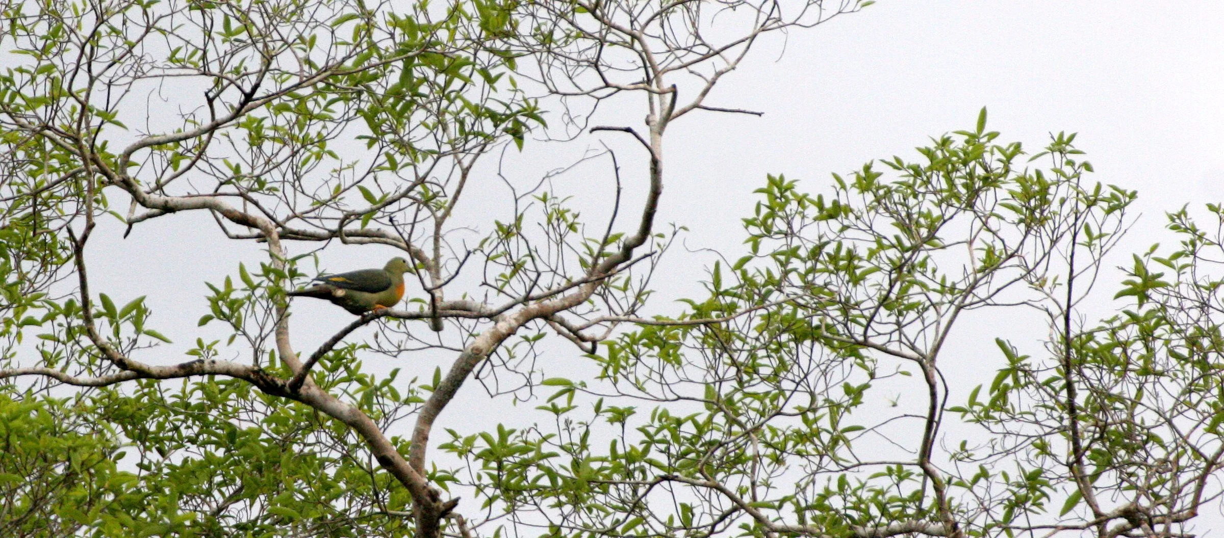 Green Imperial-Pigeon (Ducula aenea) Kinabatangan River Borneo (6).JPG