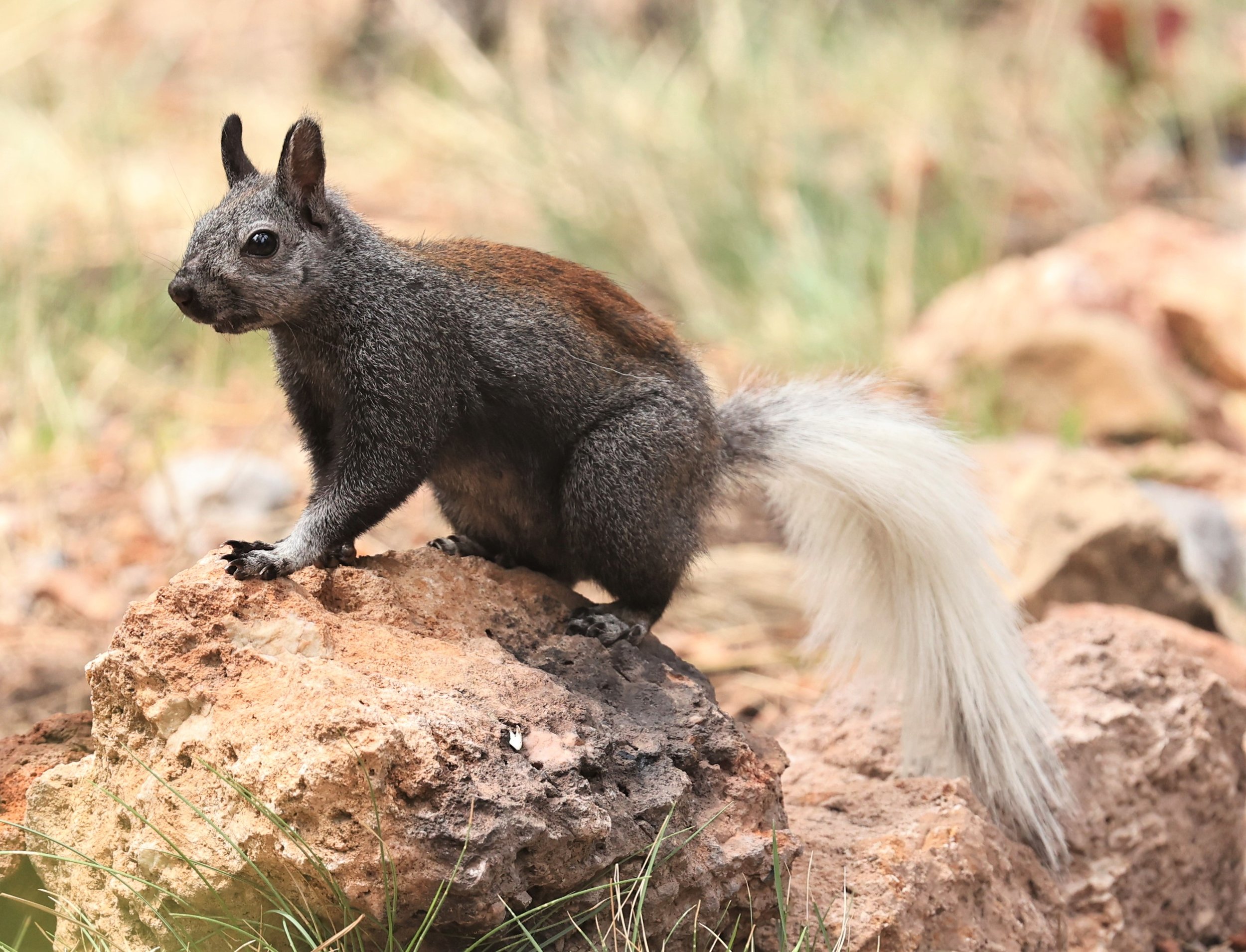 Sciurus aberti kaibabensis - KAIBAB SQUIRREL - JACOB LAKE KAIBAB PLATEAU ARIZONA 2022 (26).jpg