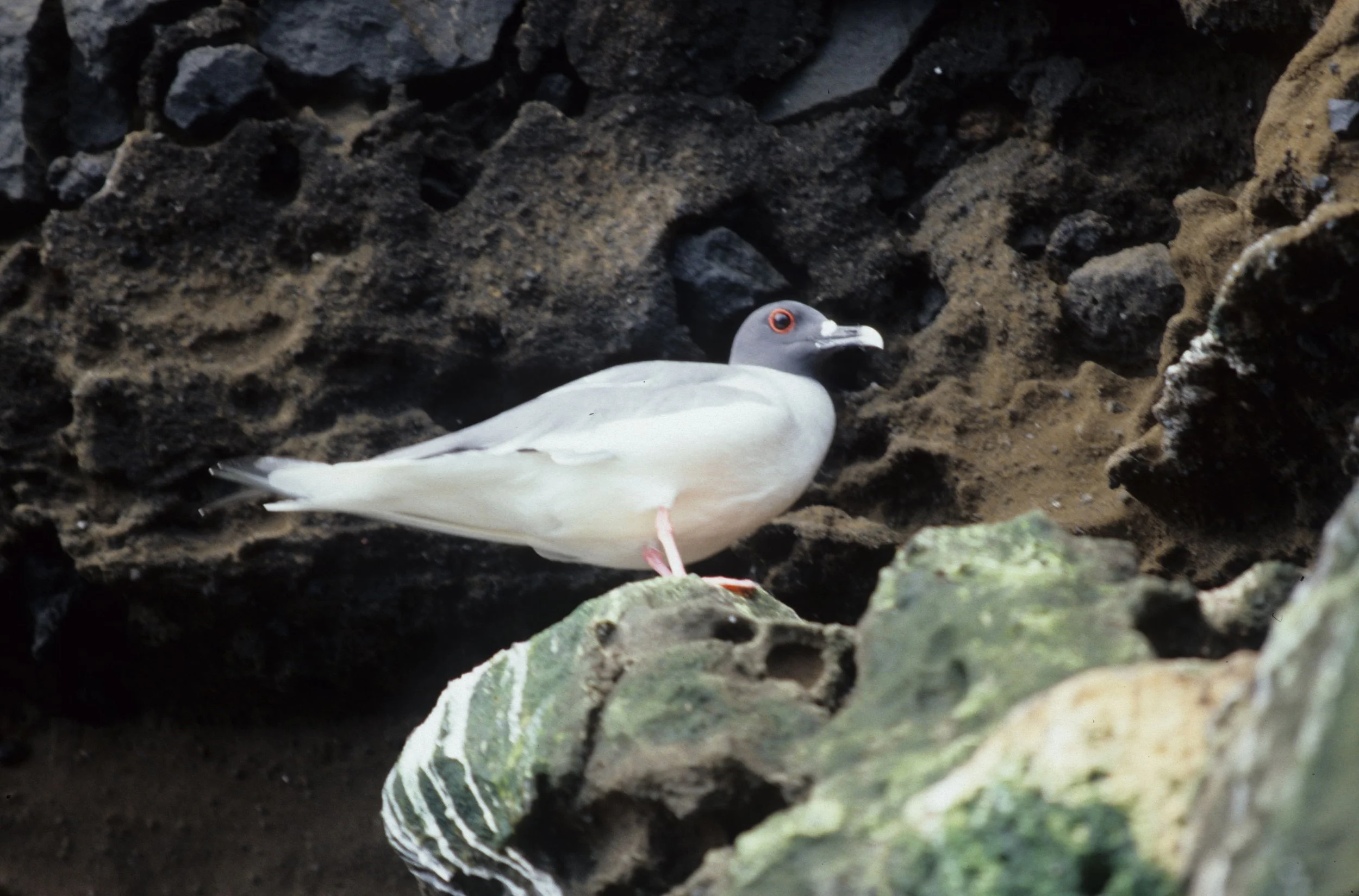 BIRD - GULL - SWALLOW-TAILED - GALAPAGOS.jpg