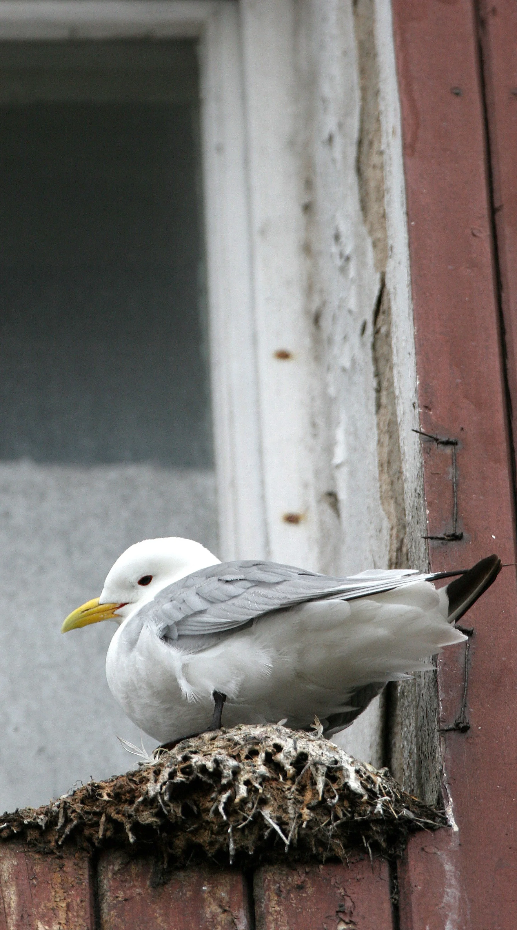 BIRD - KITTIWAKE - BLACK-LEGGED - SVALBARD (7).jpg