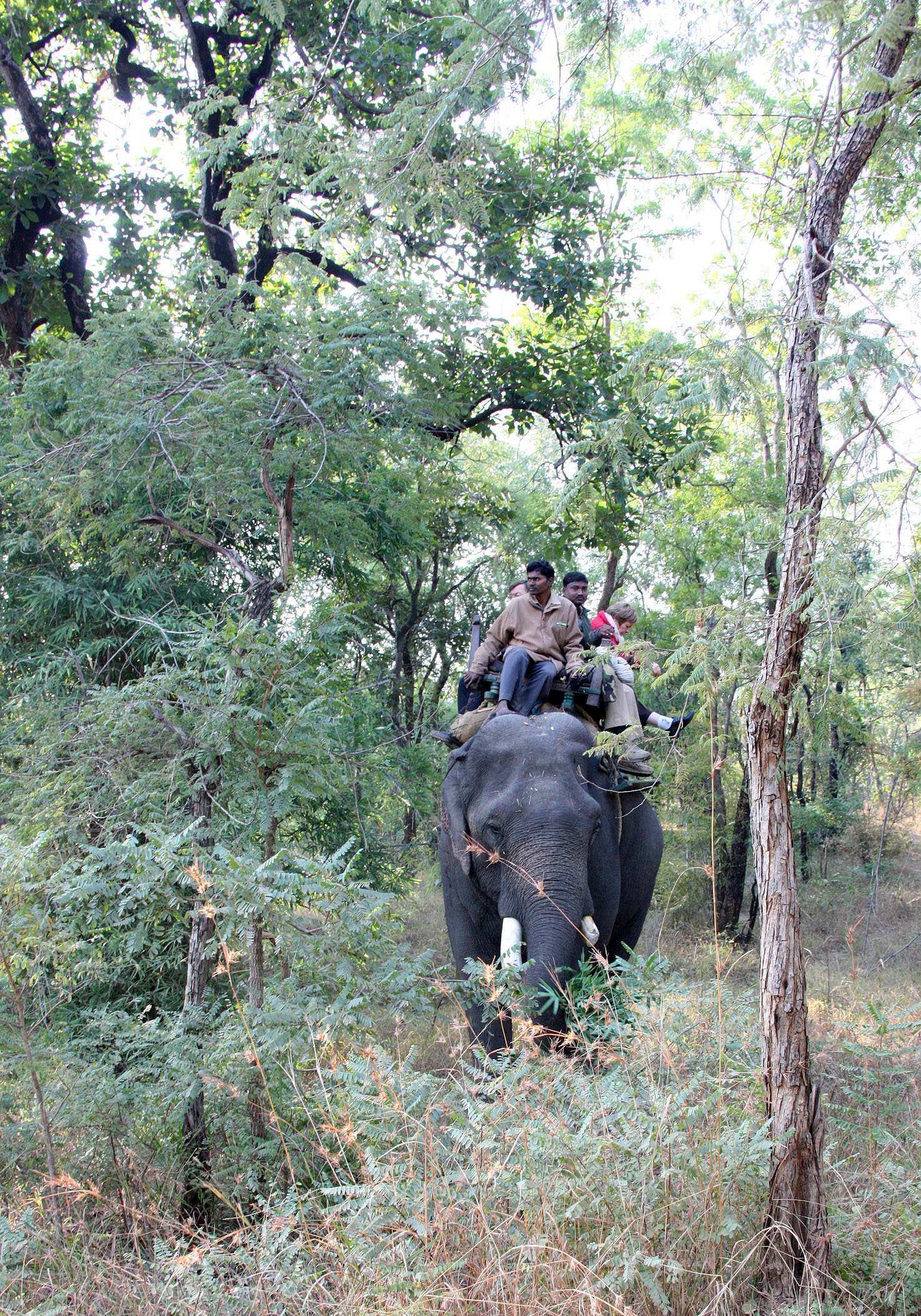 MADHYA PRADESH - BANDHAVGAR NATIONAL PARK MADHYA PRADESH INDIA (5).JPG