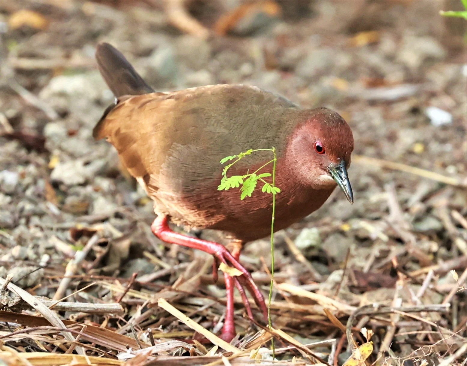 Ruddy-breasted Crake (Porzana fusca) Kaeng Krachan NP Vicinity (17).jpg