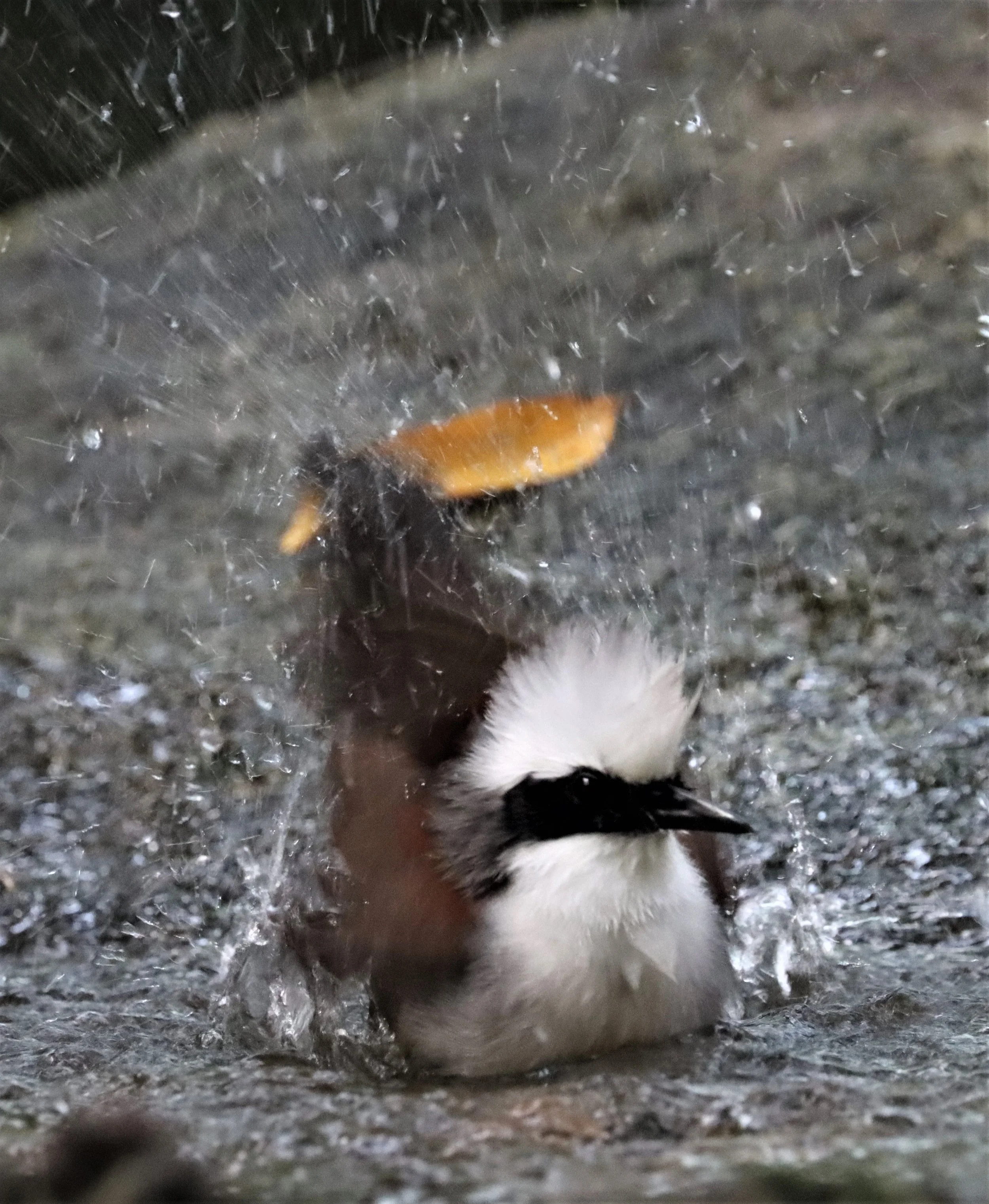 LAUGHINGTHRUSH - WHITE-CRESTED LAUGHINGTHRUSH - Garrulax leucolophus - WAT THAM PRATHUN CHONBURI (79).jpg