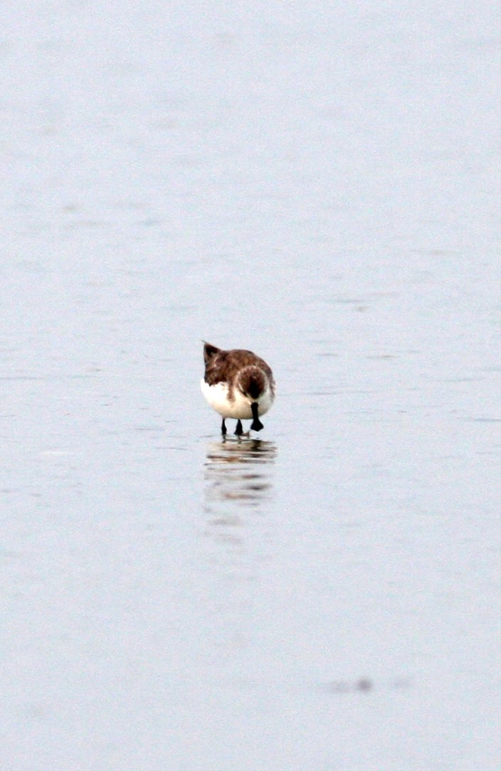 BIRD - SANDPIPER - SPOON-BILLED SANDPIPER - PAK THALE PETCHABURI PROVINCE THAILAND (13).JPG