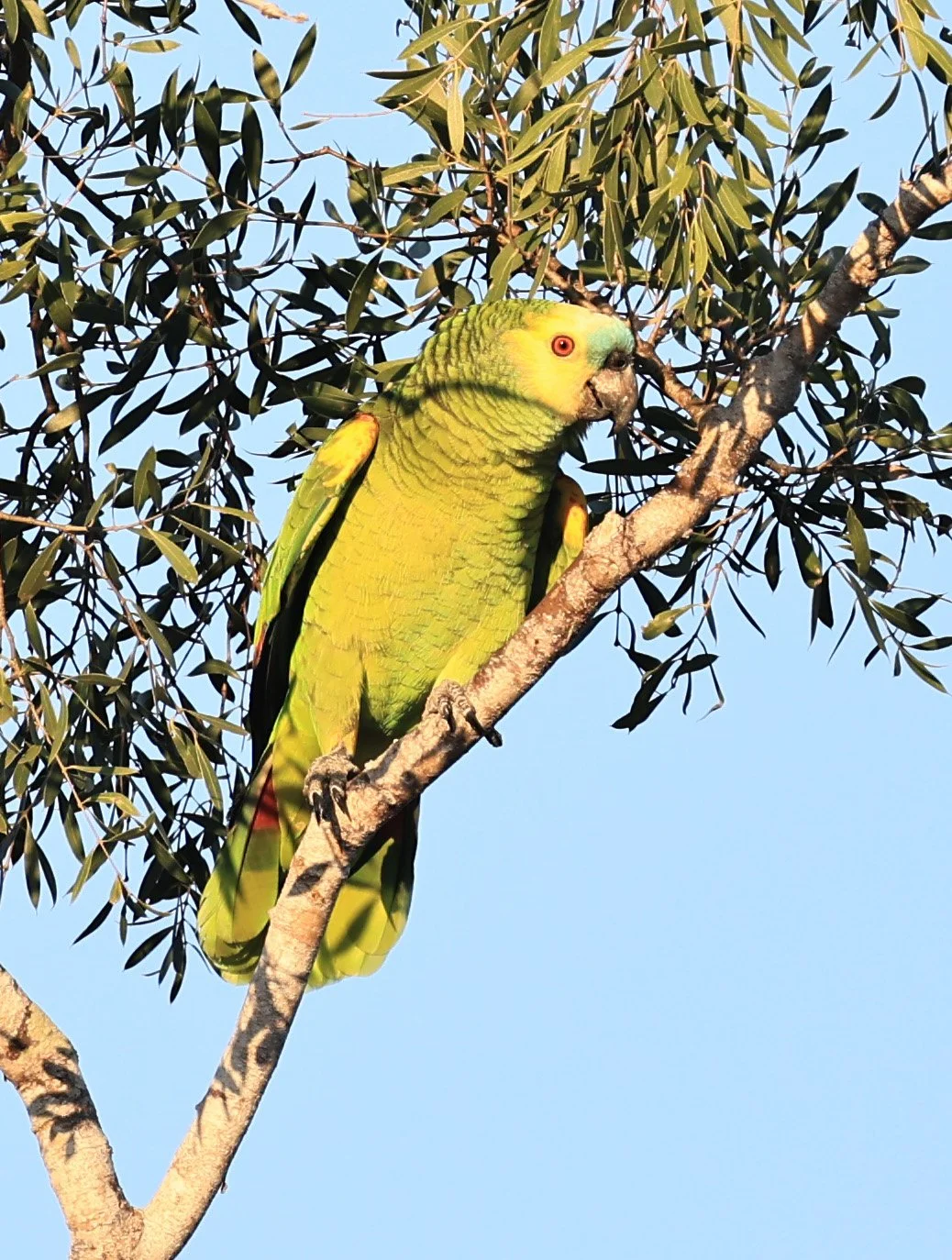 Turquoise-fronted Amazon (Amazona aestiva) Agua Dulce Paraguay (5).jpg