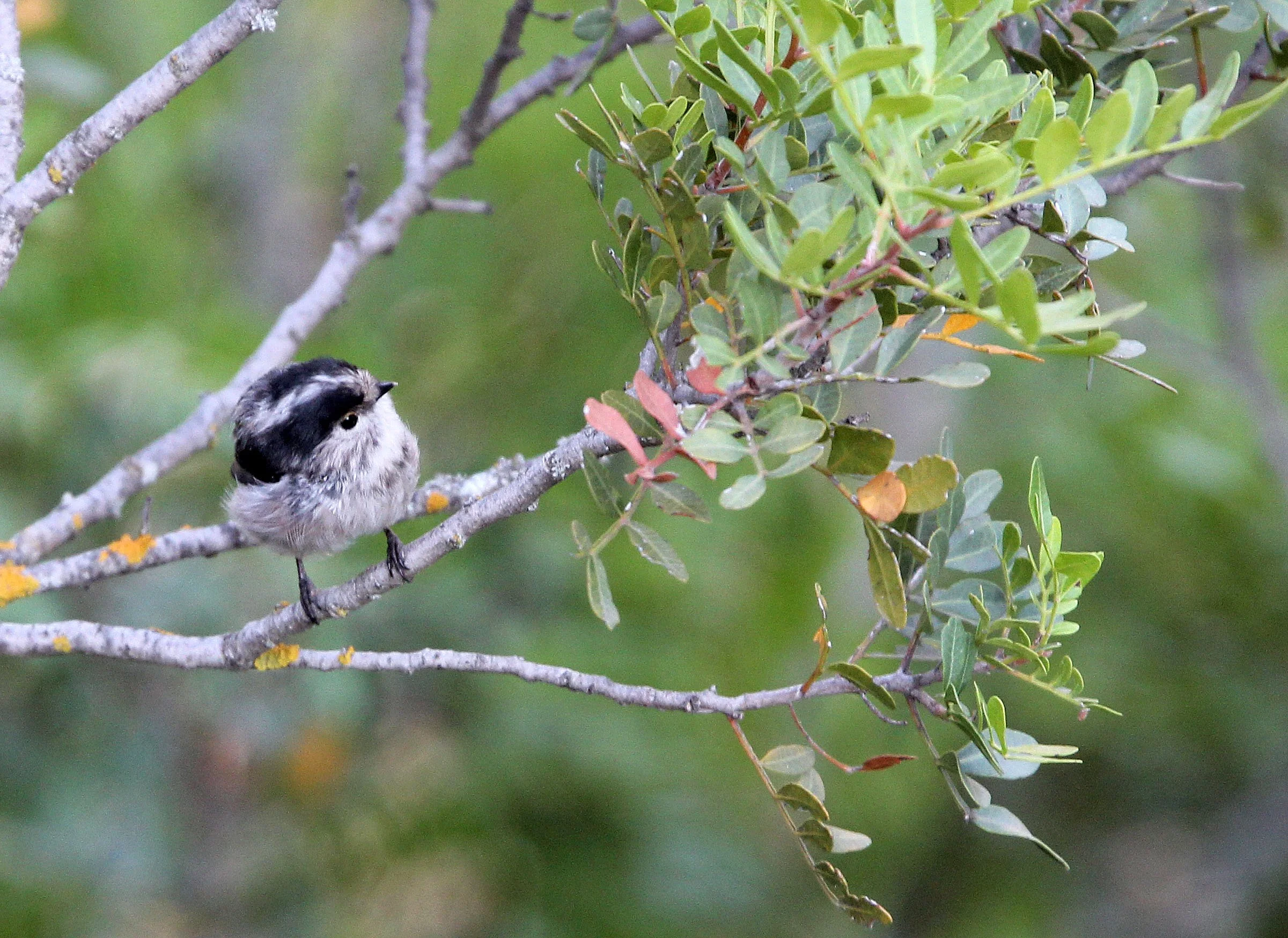 Long-tailed tit (Aegithalos caudatus) Sierra de Andujar Spain (5).JPG