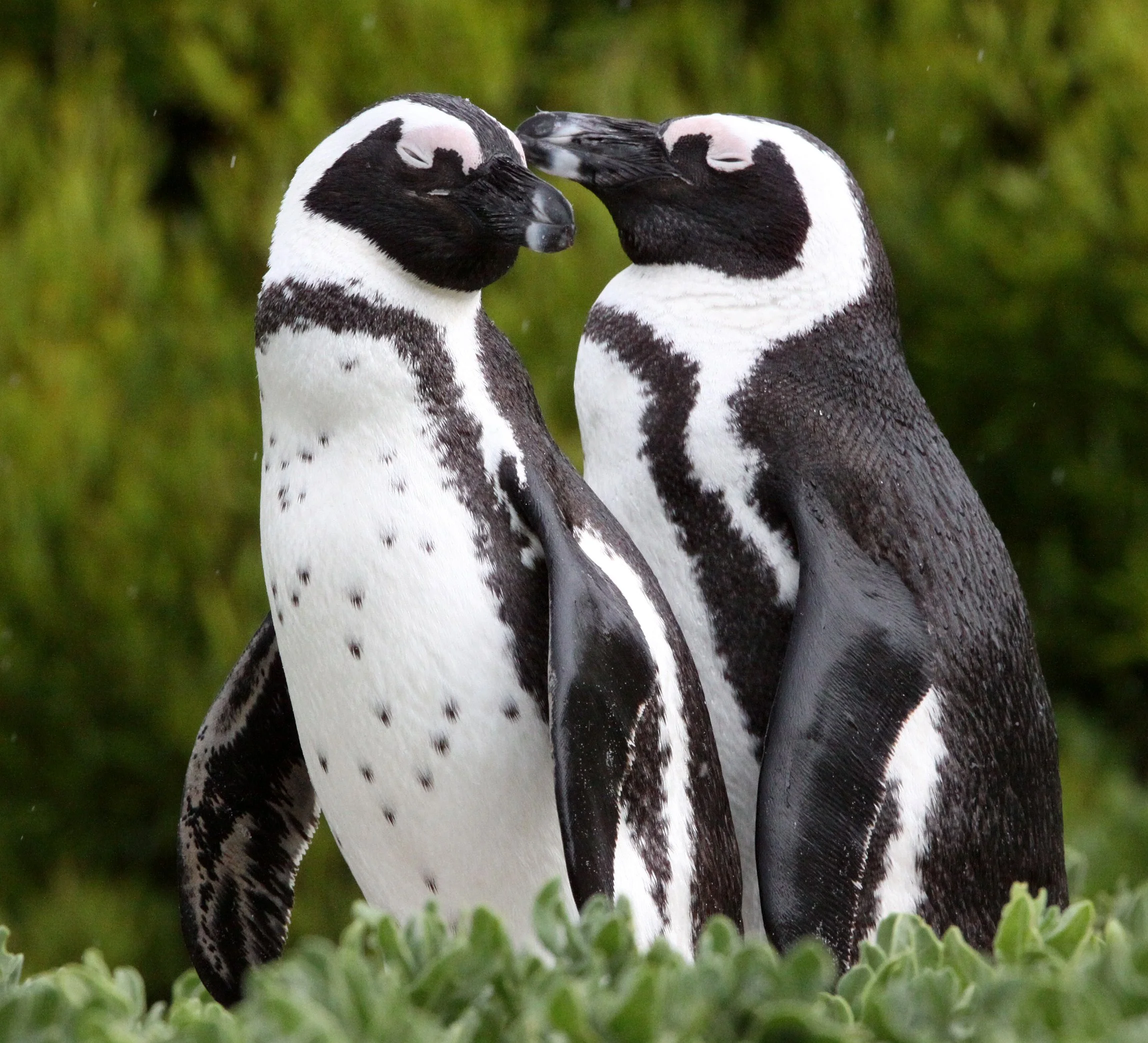 Jackass or African Penguin (Spheniscus demersus) Simon's Town Rookery, Table Mountain NP South Africa (130).JPG