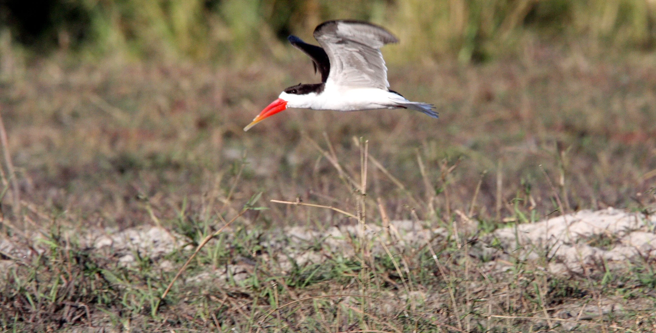 BIRD - SKIMMER - AFRICAN SKIMMER - CHOBE NATIONAL PARK BOTSWANA (12).JPG