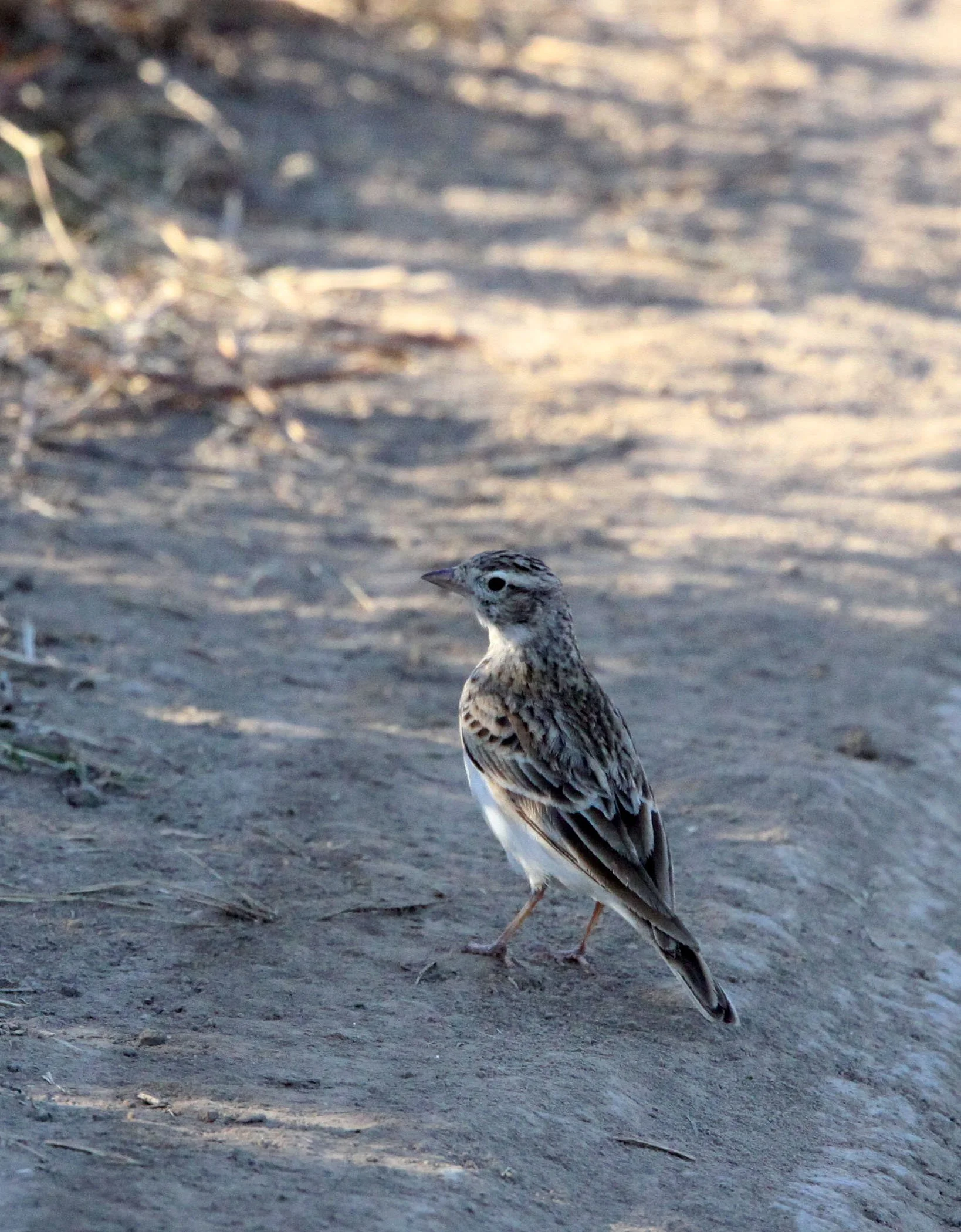 Paddyfield Pipit (Anthus rufulus) GIR FOREST GUJARAT INDIA (7).JPG