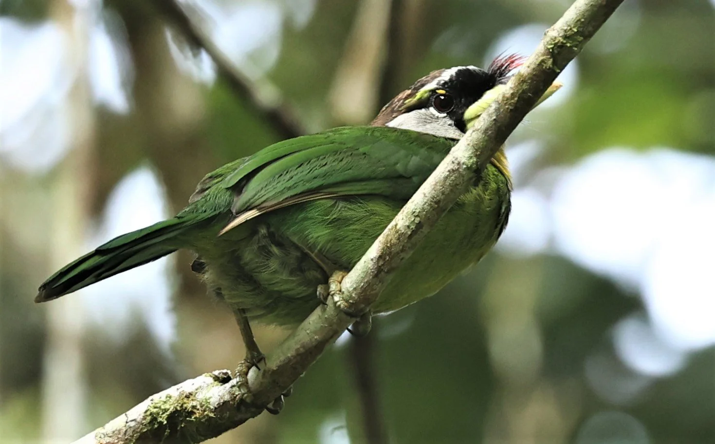 Psilopogon pyrolophus - FIRE-TUFTED BARBET - FRASER'S HILL, MALAYSIA JUNE 2022 (6).jpg