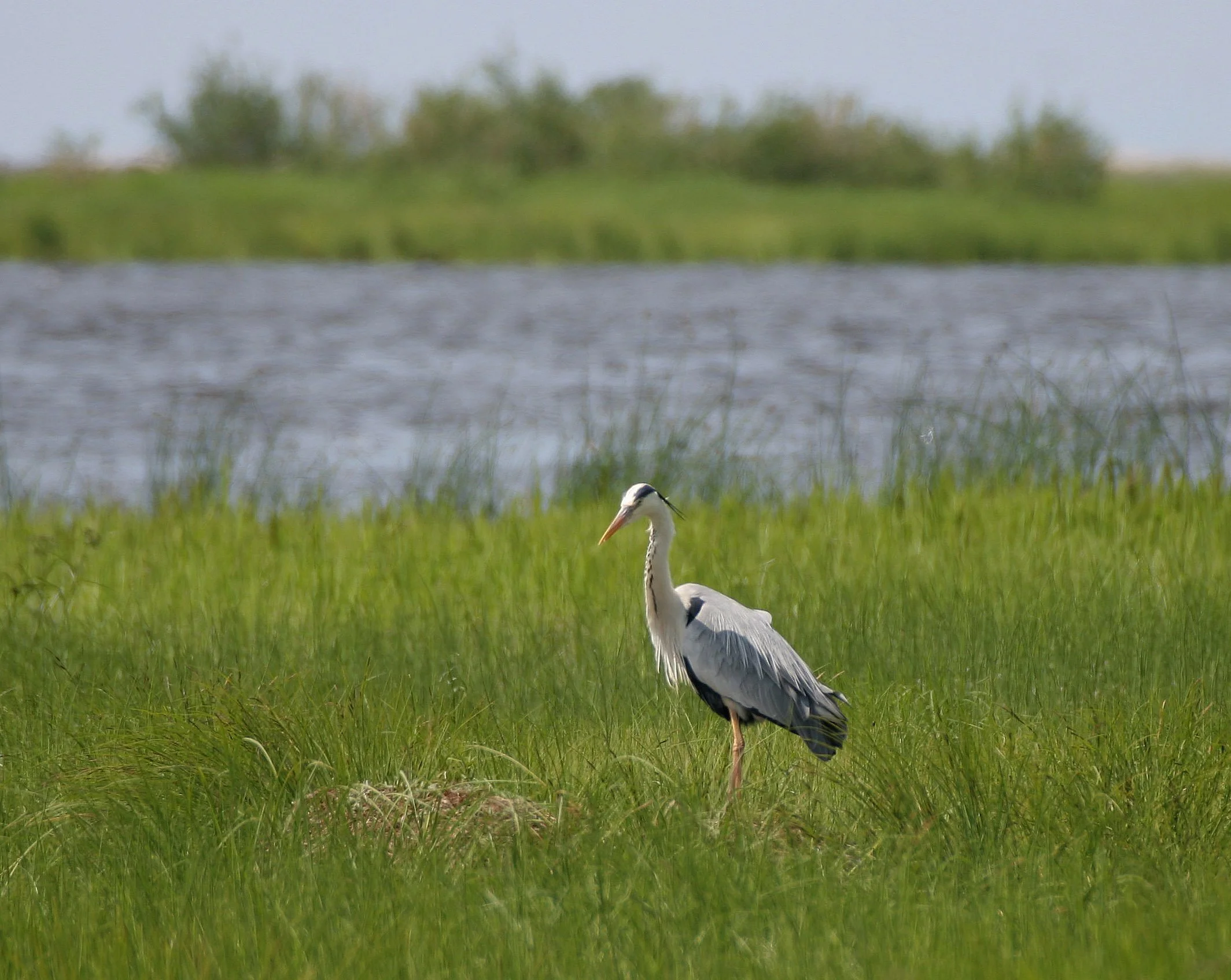 HERON - GREY HERON -  Ardea cinerea - EASTERN LAKE BAIKAL NEAR THE ULAN UDE FERRY STOP (17).jpg