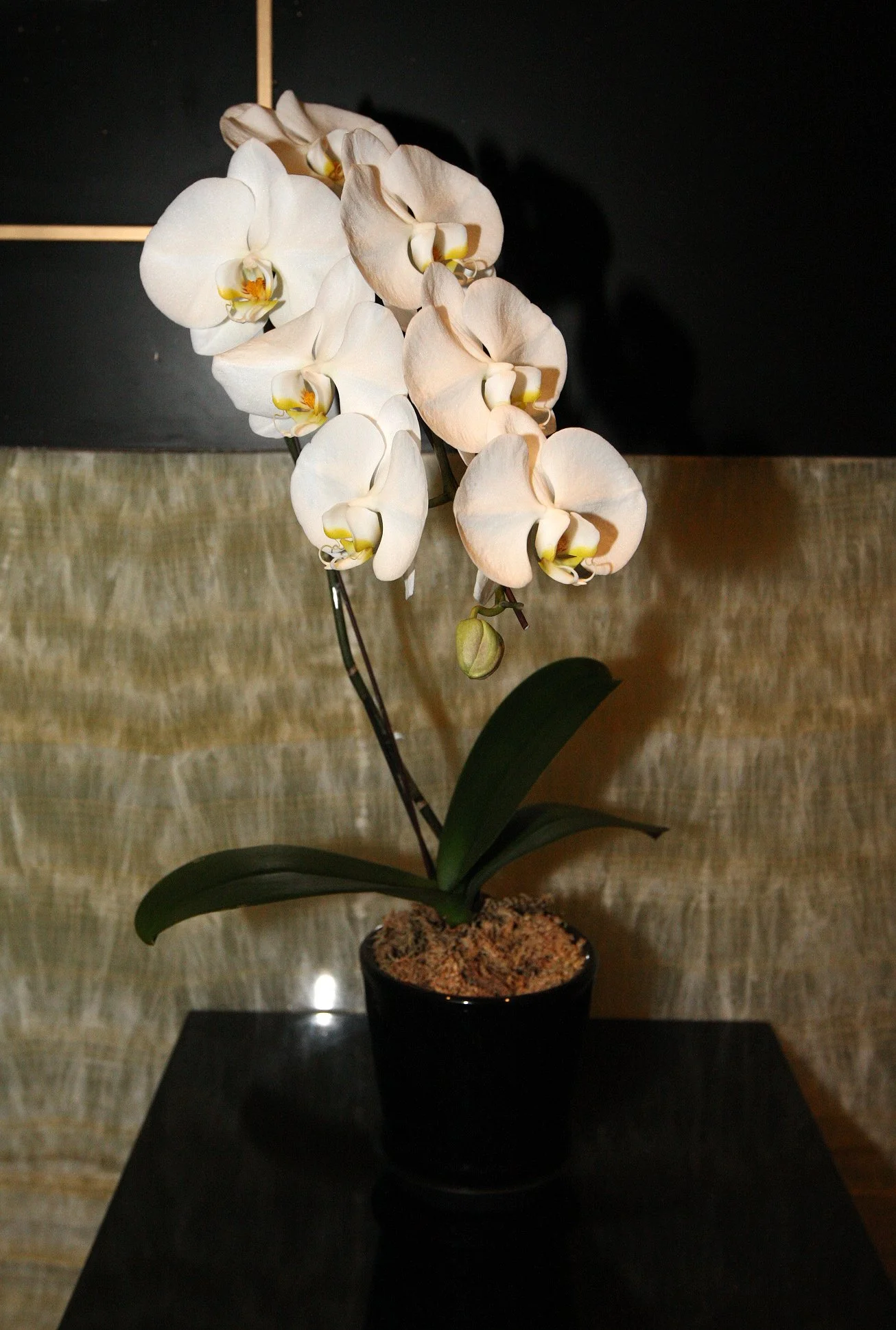 2011-4-29 NIGHT AT SHOOK AT 19 BUND SHANGHAI (284).JPG