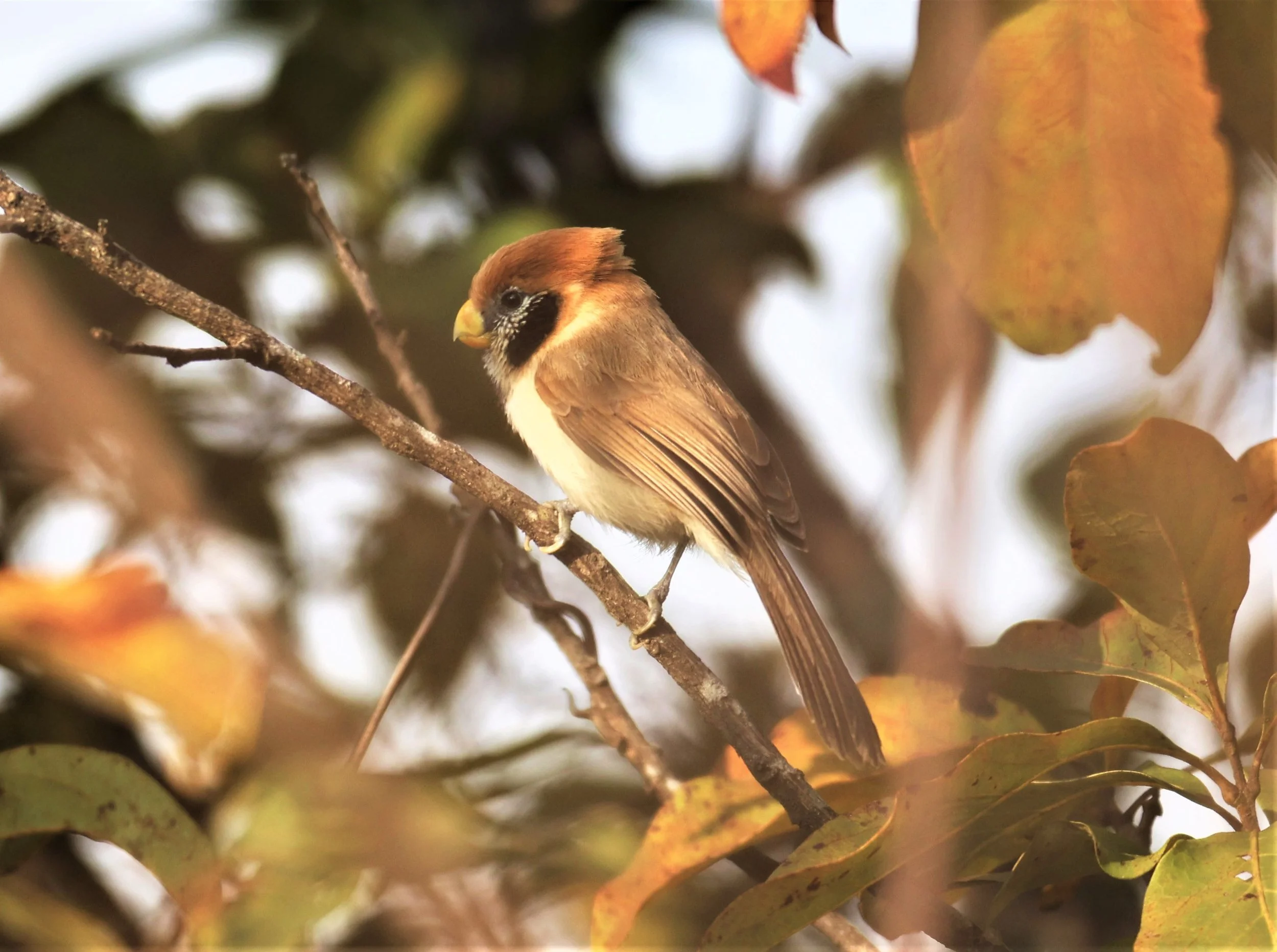 PARROTBILL - SPOT-BREASTED PARROTBILL - Paradoxornis guttaticollis - DOI SAN JU (DOI LANG WEST) FEB 2022 (29).jpg