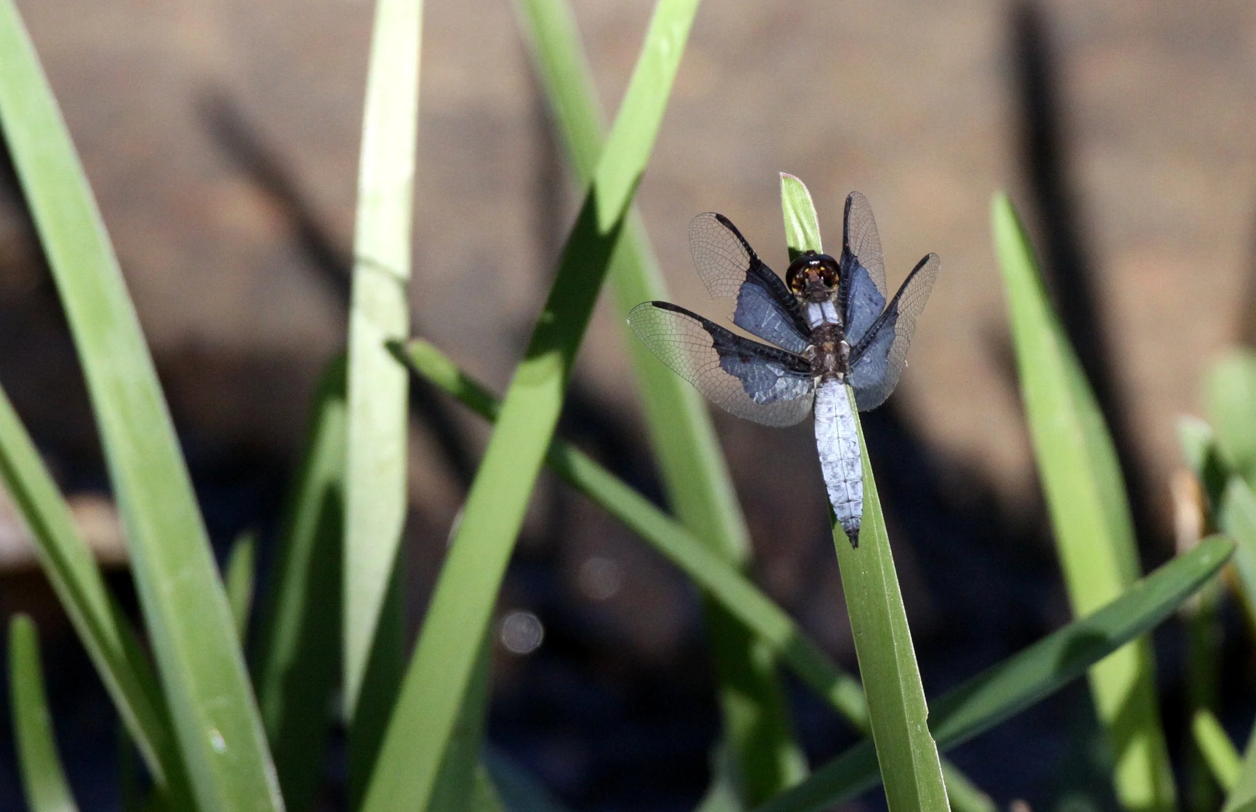 Order Odonata - Damselflies & Dragonflies — Coke Smith Wildlife
