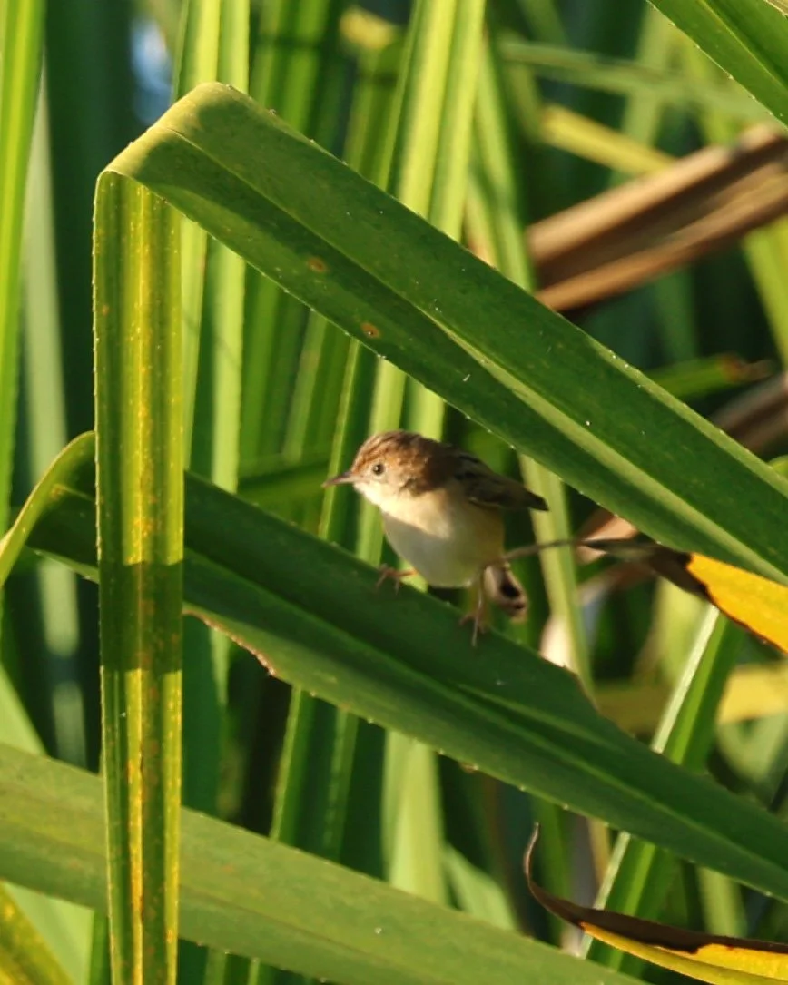 Australian Reed Warbler (Acrocephalus australis) Kakadu NP, Yellow Water Billabong - Northern Territory (6).jpg
