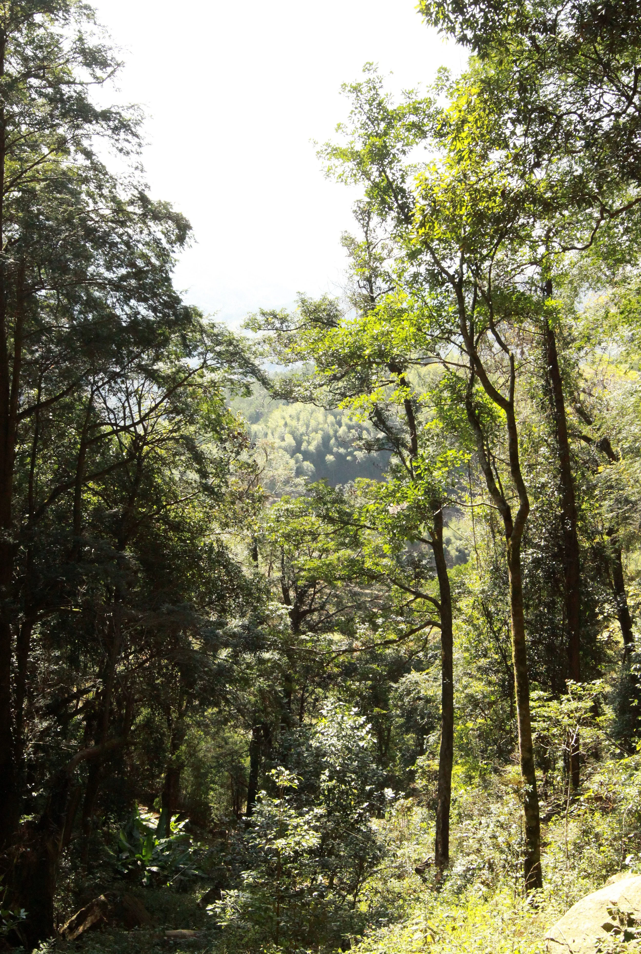 CHINESE YEW RESERVE - FUJIAN CHINA (22).JPG