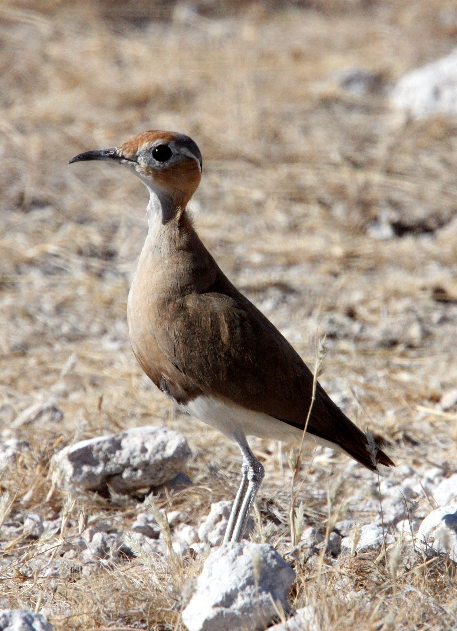 COURSER - BURCHELL'S COURSER - Cursorius rufus - ETOSHA NATIONAL PARK NAMIBIA (13).JPG