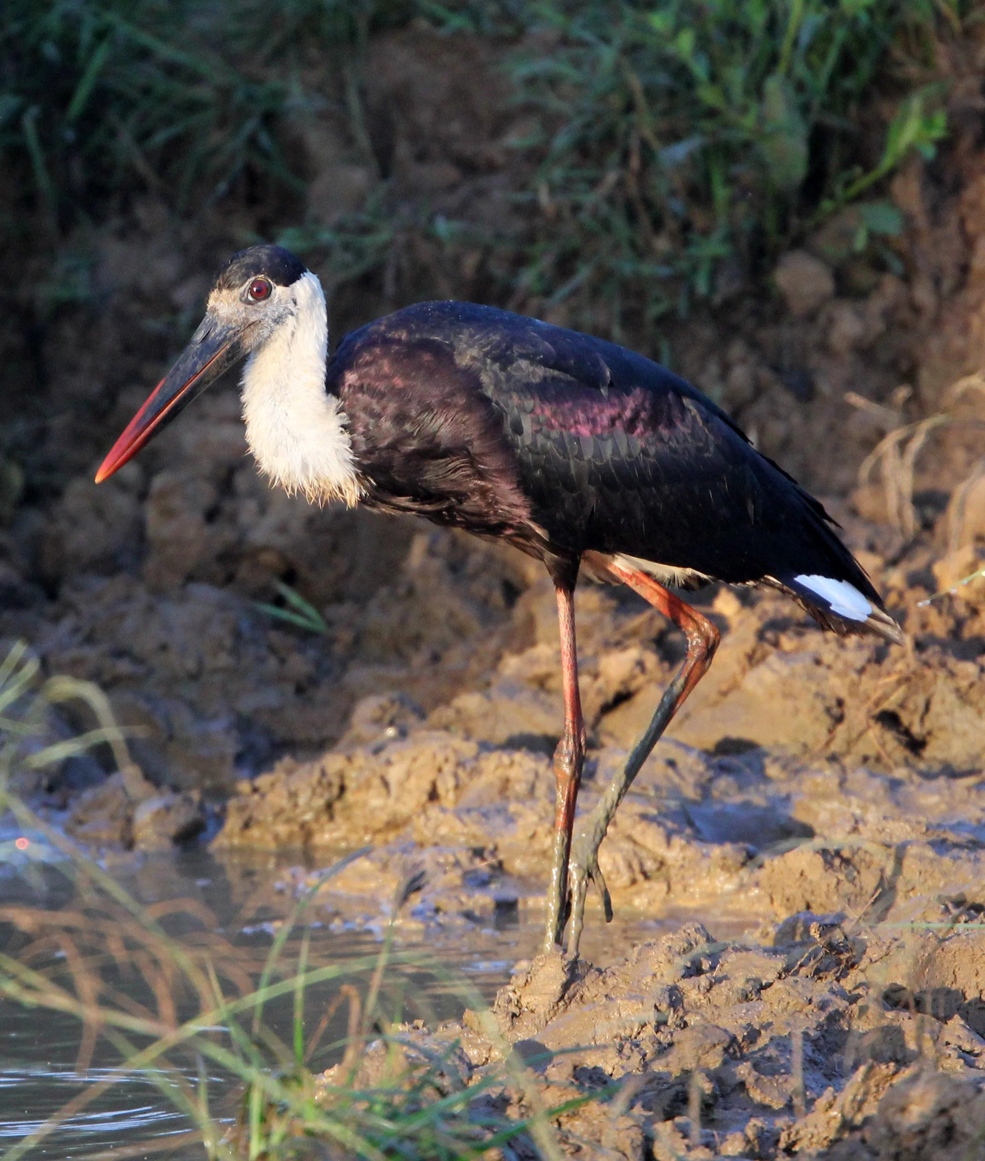 STORK - WOOLLY-NECKED STORK - Ciconia episcopus - UDAWALAWA NATIONAL PARK SRI LANKA (4).JPG