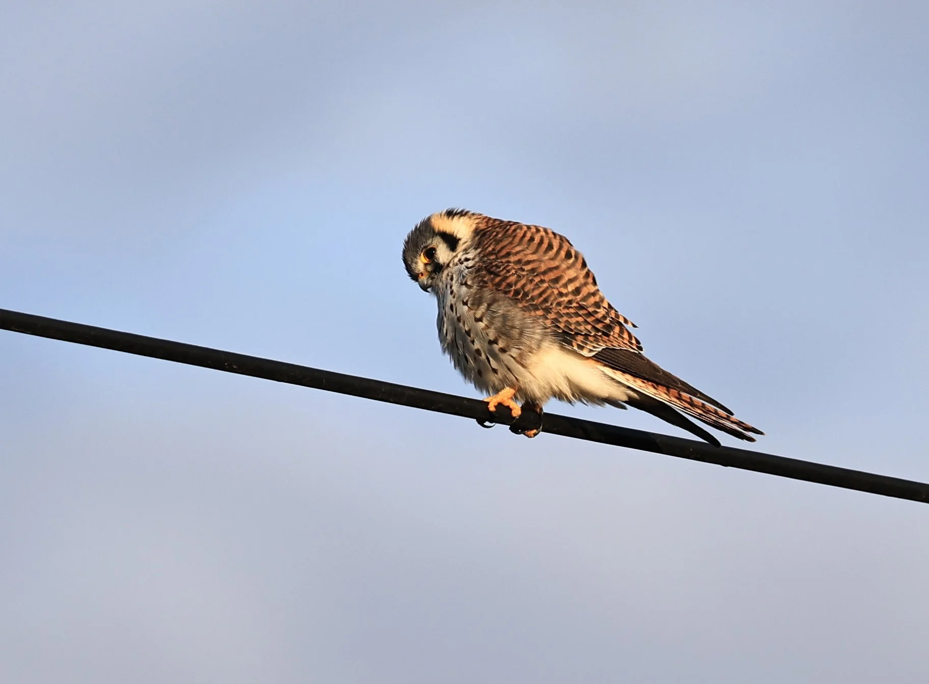 American Kestrel (Falco sparverius) Aurora Chaquena Reserve, Neuland Mennonite Colony Paraguay (14).jpg