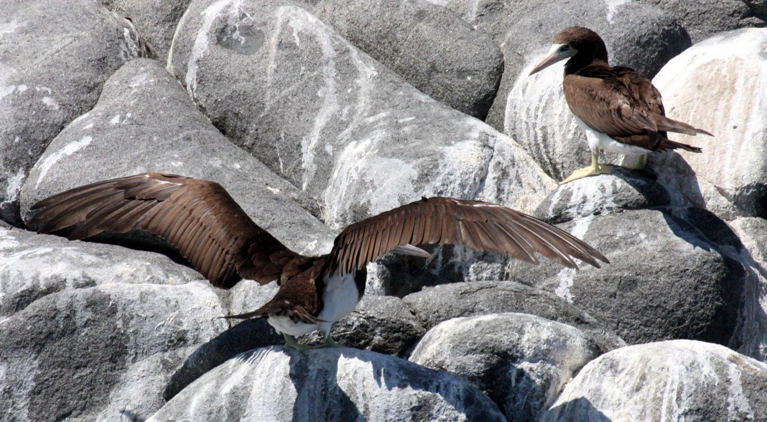 Brown Booby (Sula leucogaster) Santa Catalina Island Baja Mexico (17).JPG