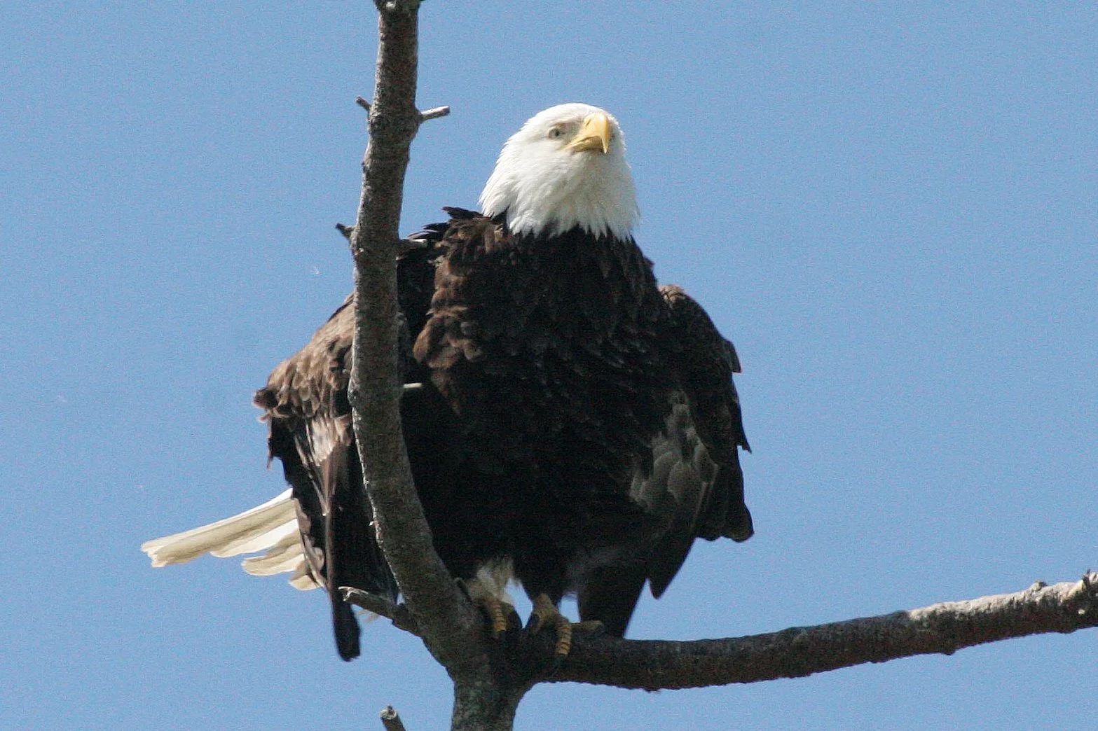 BIRD - EAGLE - BALD EAGLE - CLINE SPIT OVERLOOK SEQUIM WA (39).JPG