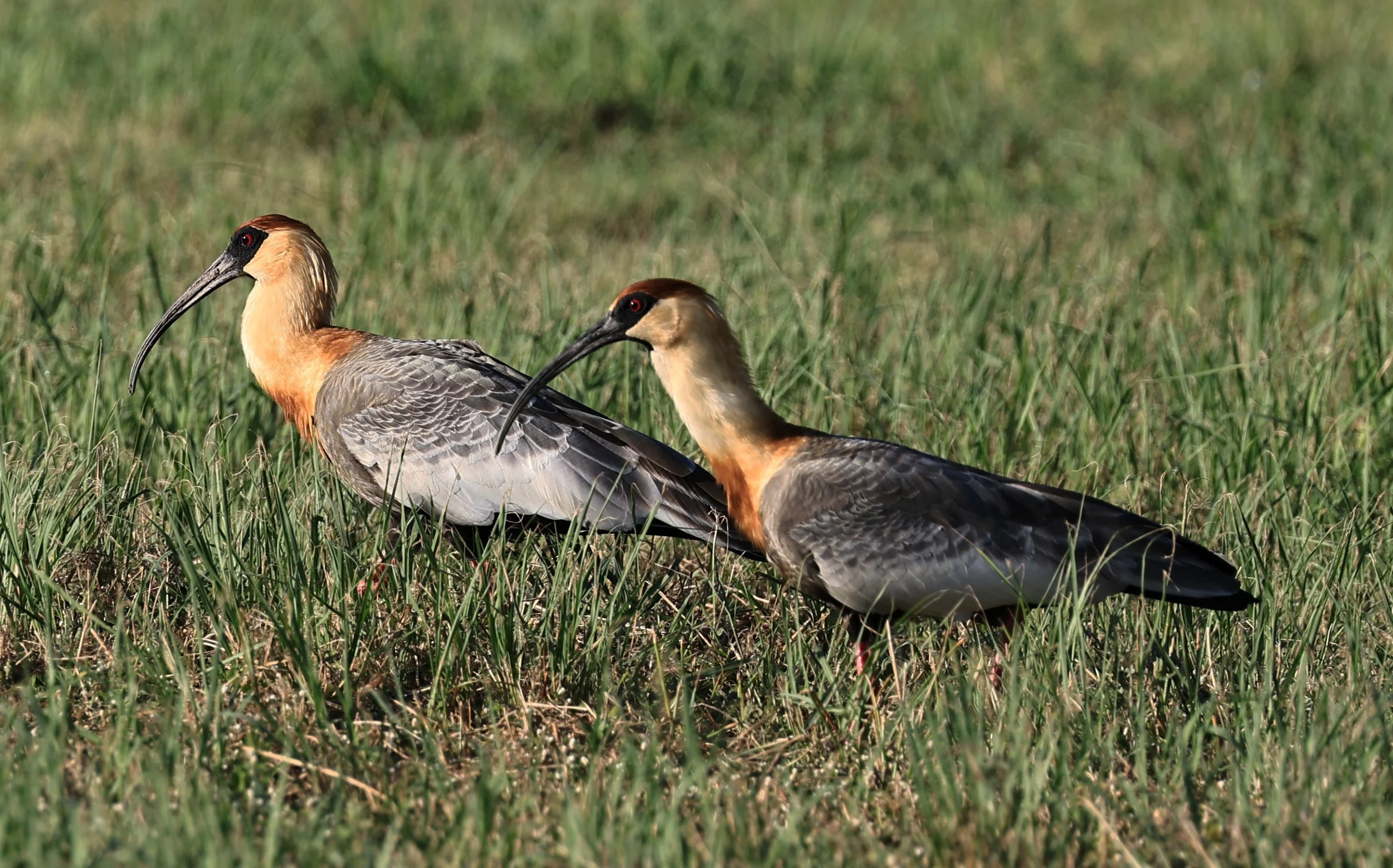 Buff-necked Ibis (Theristicus caudatus) Estancia Campo'i Paraguay (54).jpg