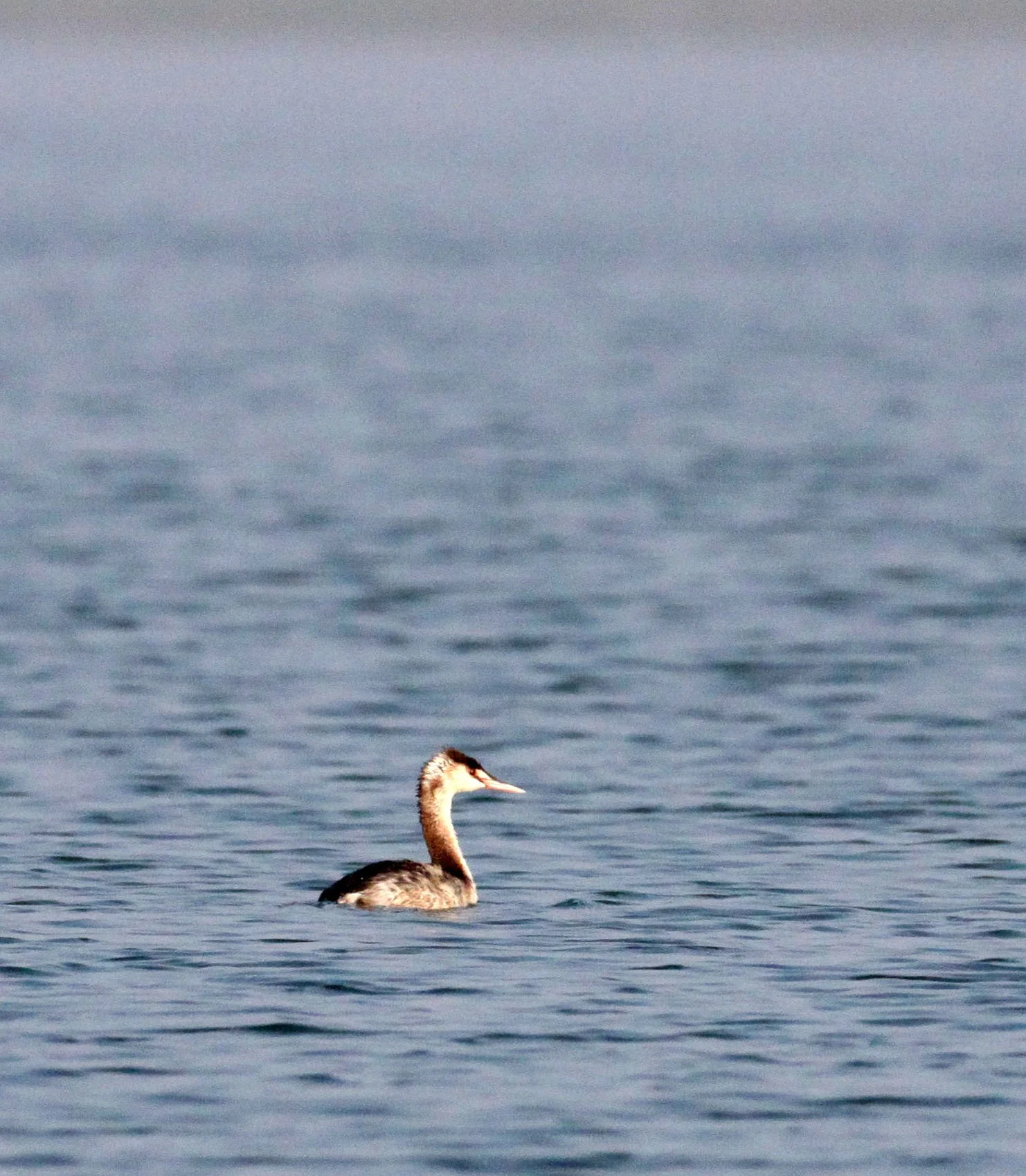 Great Crested Grebe (Podiceps cristatus) Chambal Sanctuary India.JPG