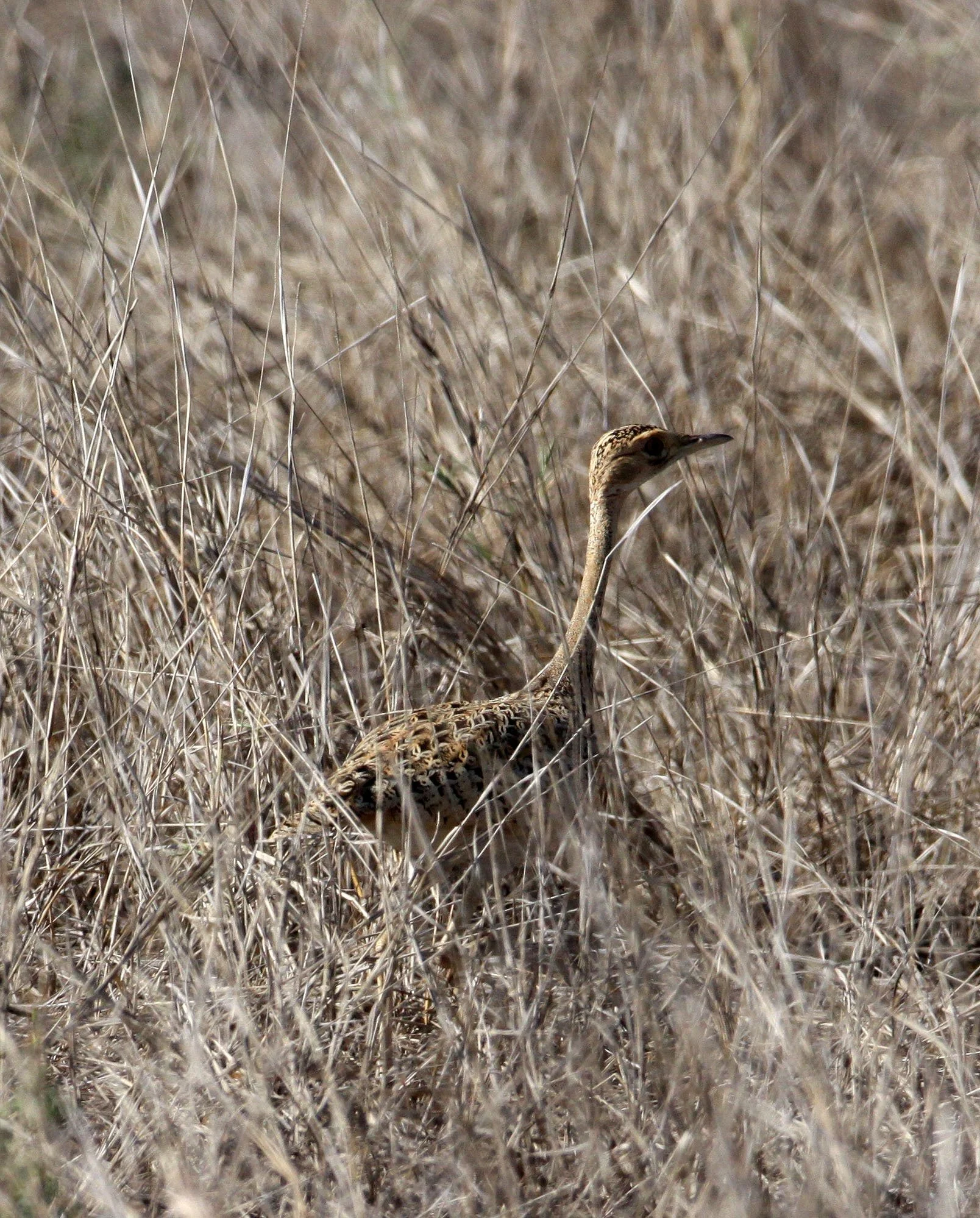 Lesser florican (Sypheotides indicus) Blackbuck NP, Gujarat India (5).JPG