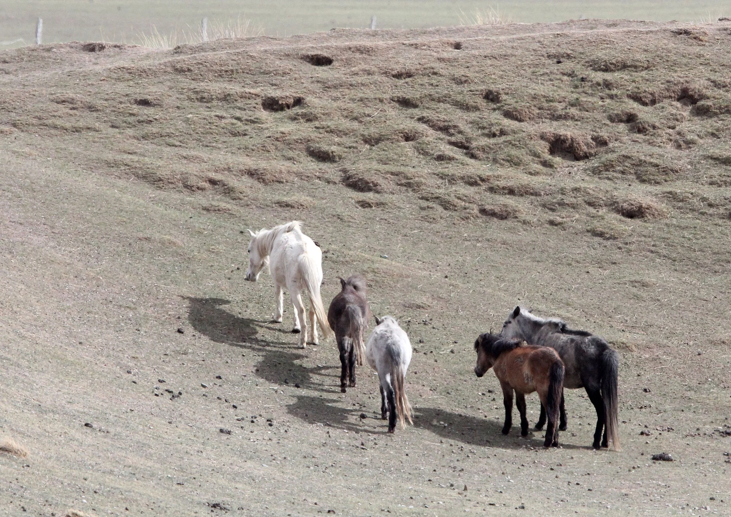 EQUID - TIBETAN HORSE - QINGHAI LAKE CHINA (2).JPG