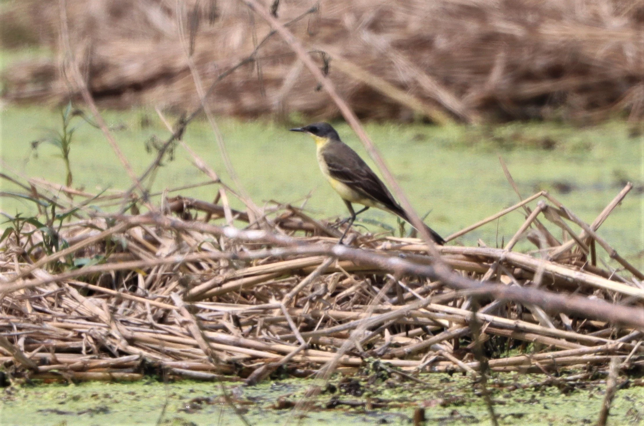 YELLOW WAGTAIL - Motacilla flava - LAT KRABANG WETLANDS NEAR BKK (14).jpg