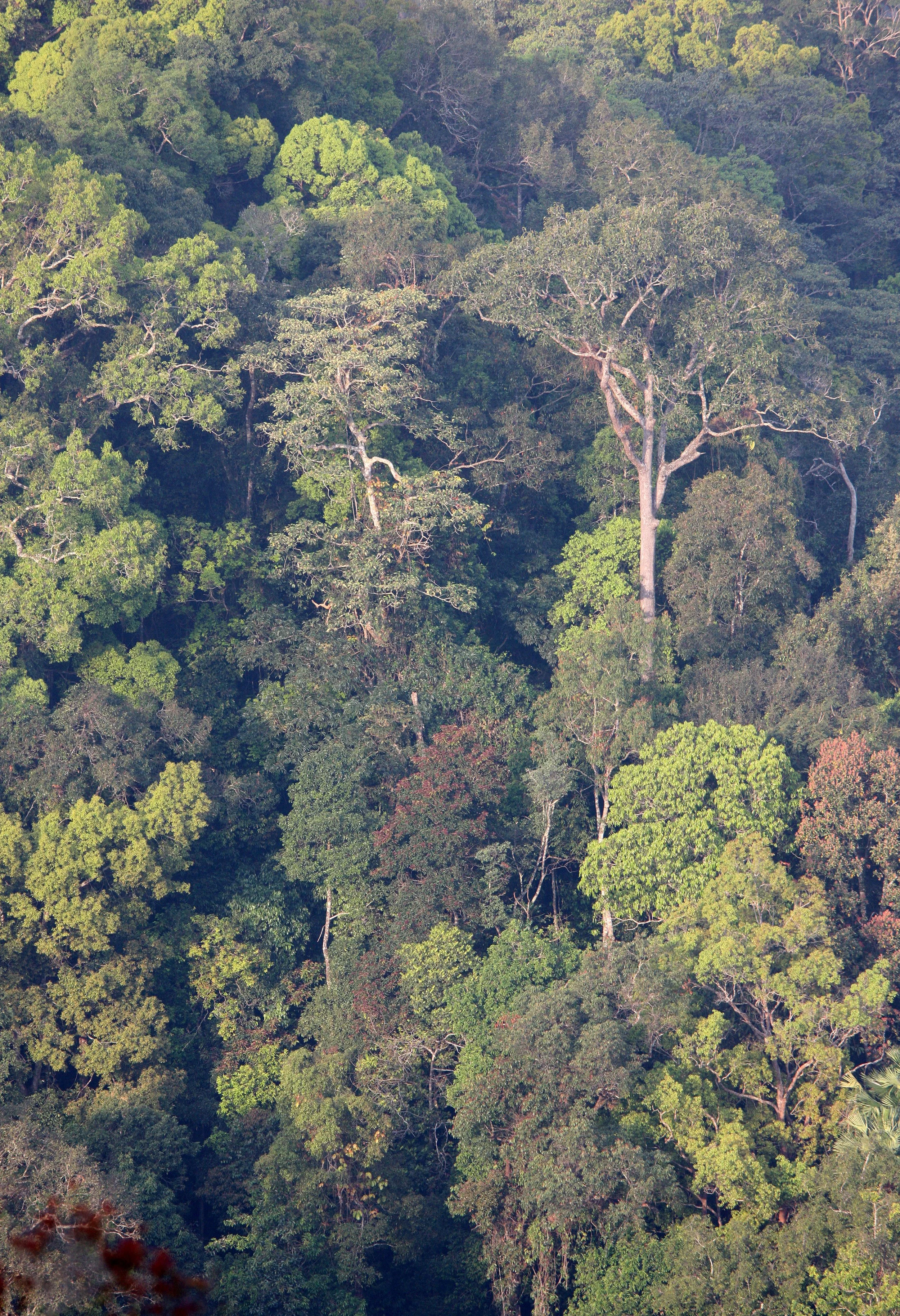 KAENG KRACHAN NP THAILAND - FOREST SCENES (25).JPG