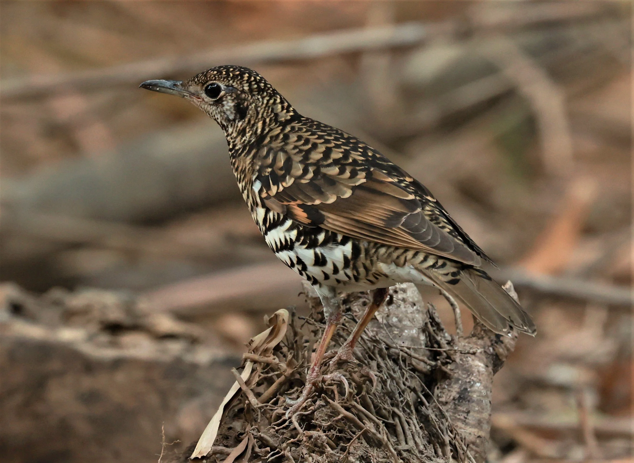White's Thrush (Zoothera aurea) Putthamonthon Park Nakhon Pathom Thailand (79).jpg