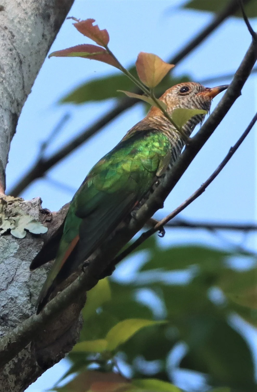 Asian Emerald Green Cuckoo (Chrysococcyx maculatus) Khao Yai NP (11).jpg