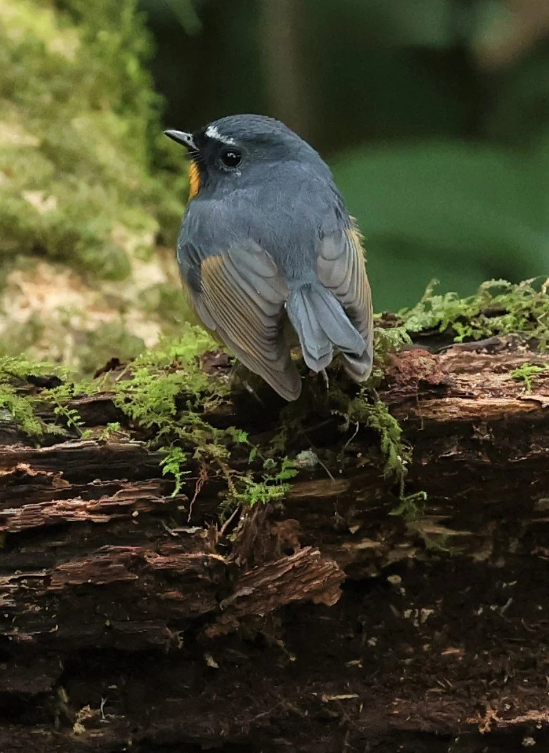 FLYCATCHER - SNOWY-BROWED FLYCATCHER - Ficedula hyperythra - DOI PHA HOM POK NP DOI LANG EAST FEB 2022 (32).jpg