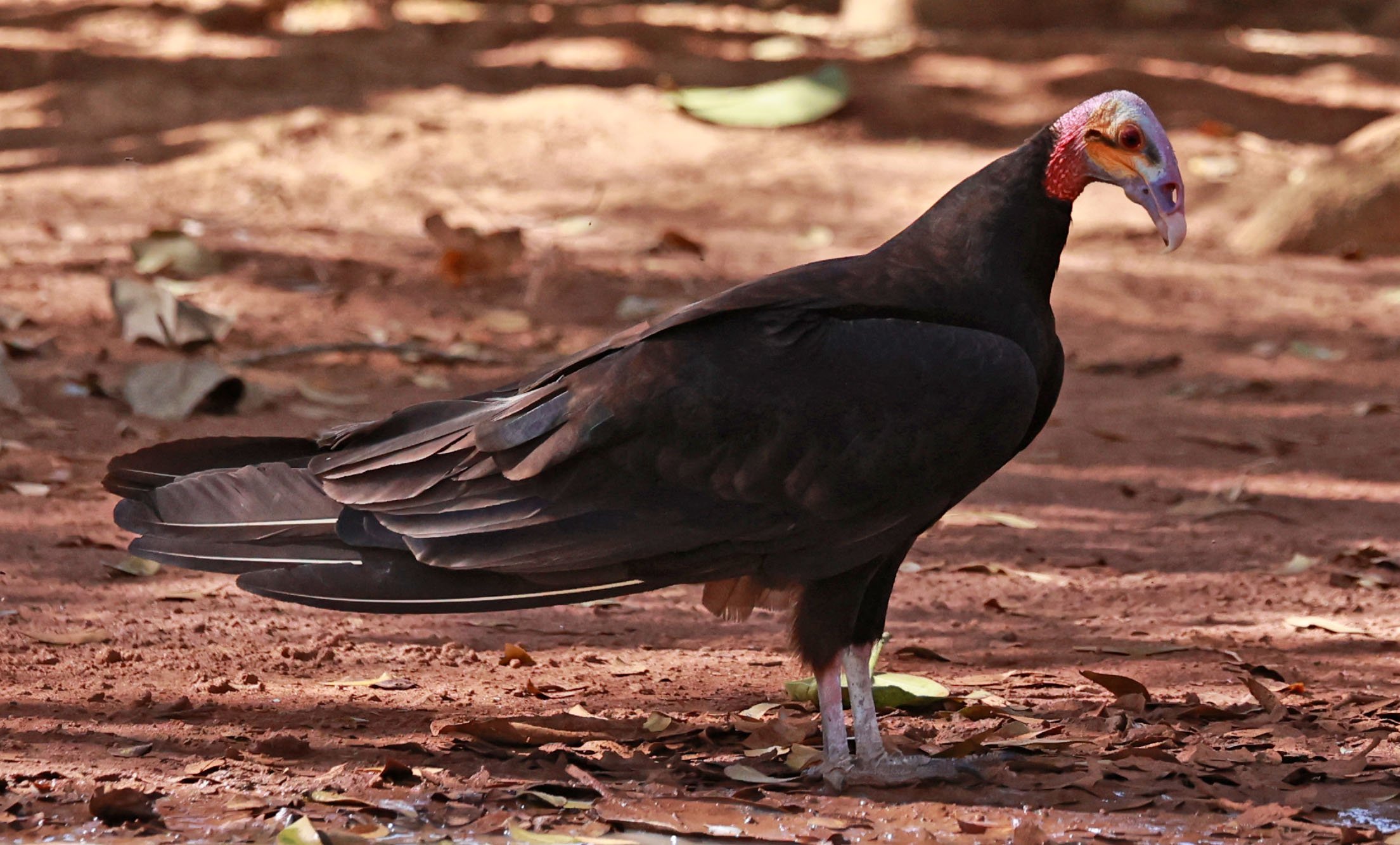 Vulture - Lesser Yellow-headed Vulture - Cathartes burrovianus - Emas National Park, Goias Brazil (8).jpg