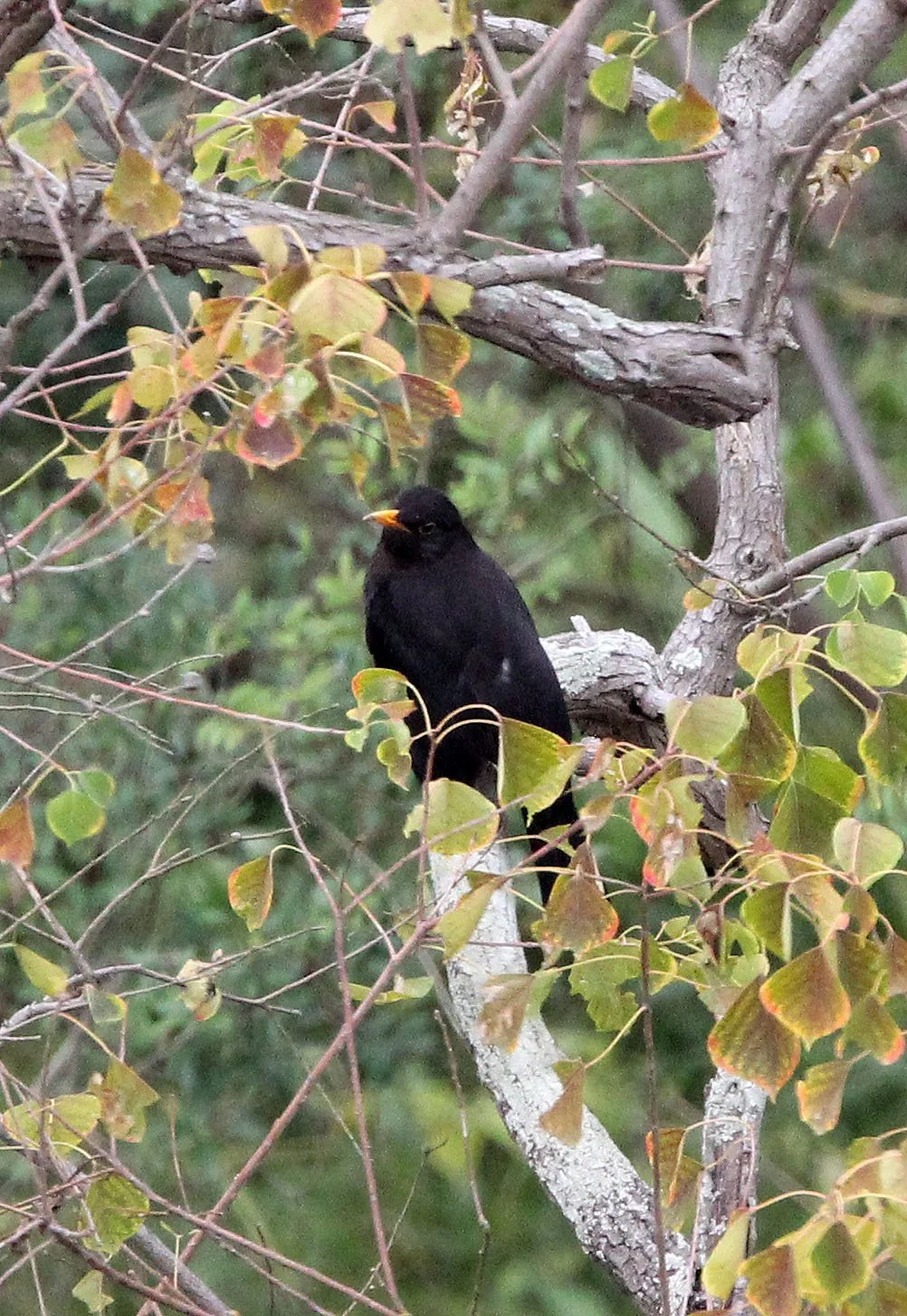 Eurasian Blackbird (Turdus merula) Poyang Lake Jiangxi China (3).JPG