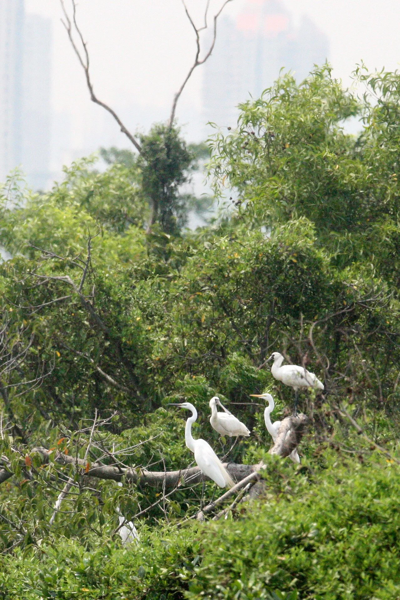 SPOONBILL - BLACK-FACED SPOONBILL - Platalea minor -  WITH GREAT EGRETS - MAI PO WETLANDS HONG KONG (18).JPG