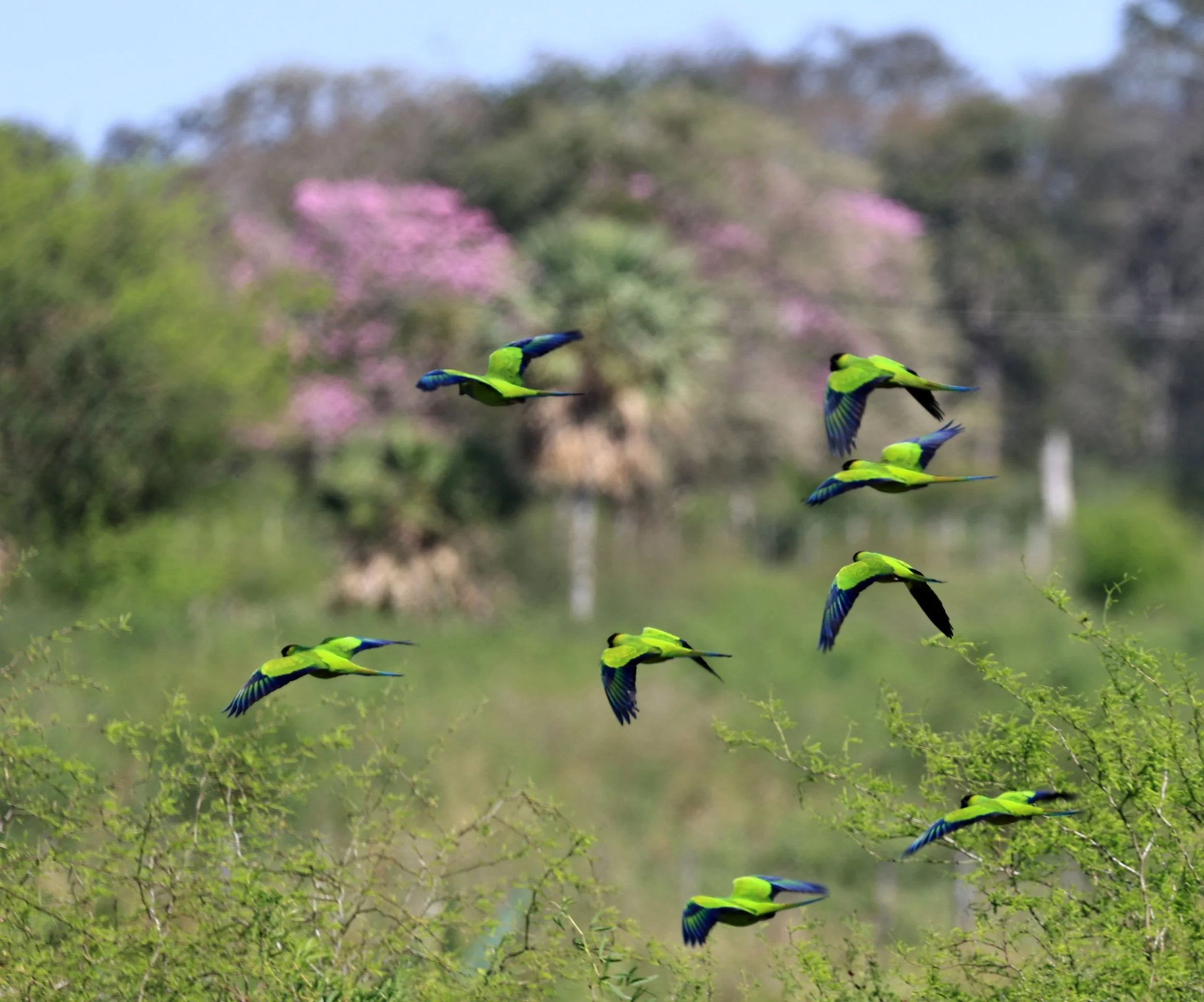 Nanday or Black-hooded Parakeet (Aratinga nenday) Wetlands along Road between Pozo Colorado & Asuncion (11).jpg