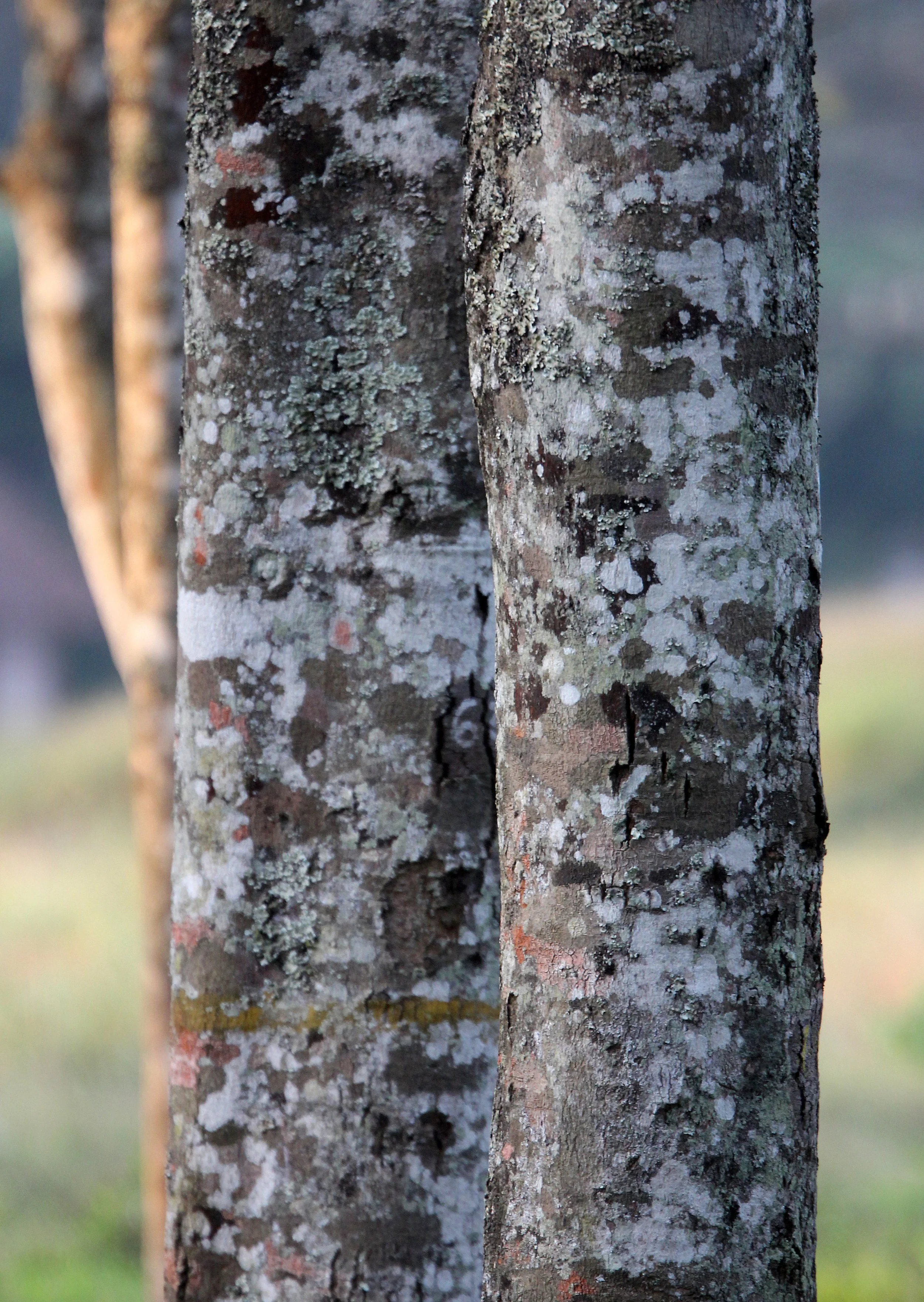 INDIRA GANDHI TOPSLIP NATIONAL PARK, TAMIL NADU INDIA (11).JPG