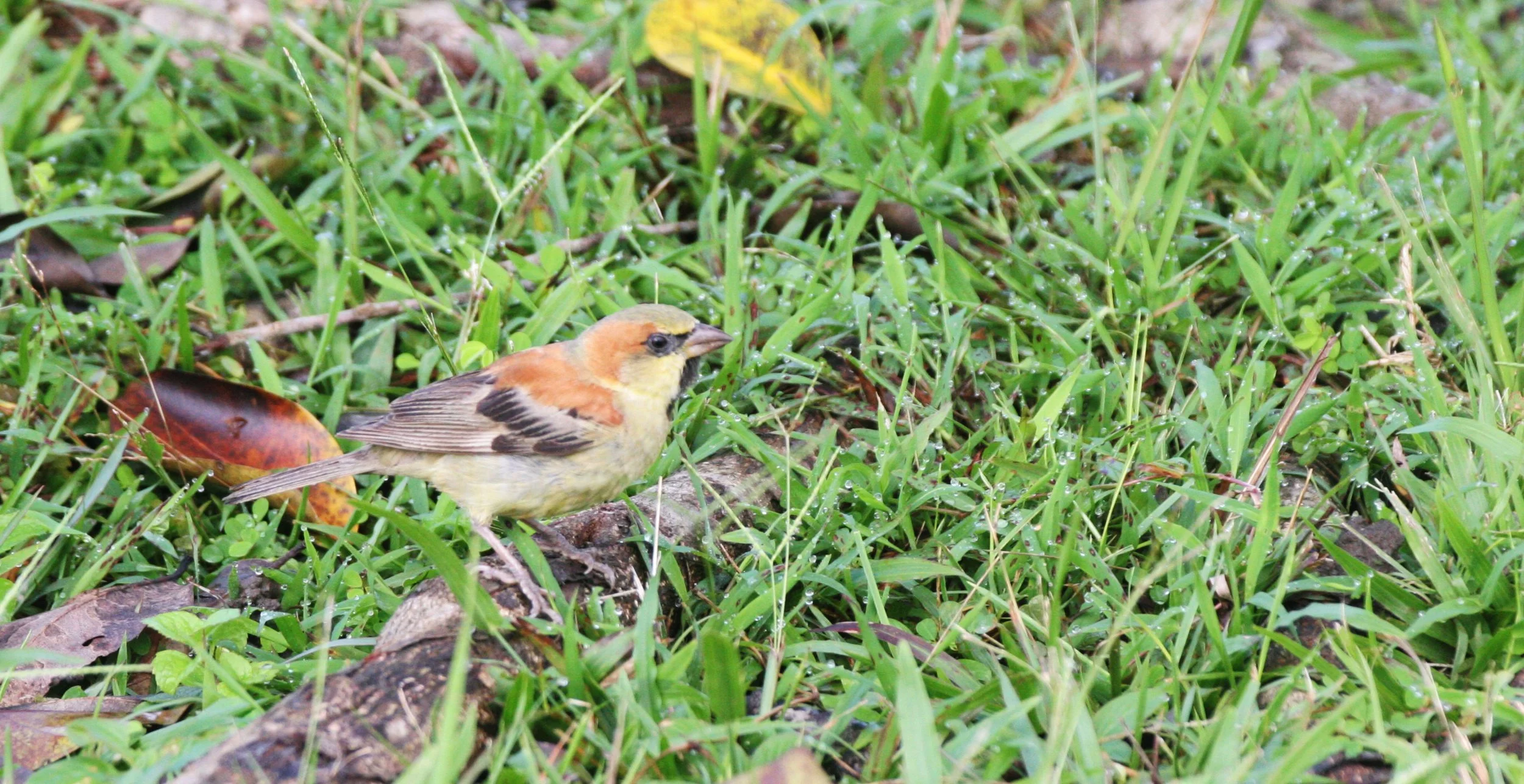Plain-backed Sparrow (Passer flaveolus) Khao Yai NP Thailand (7).JPG