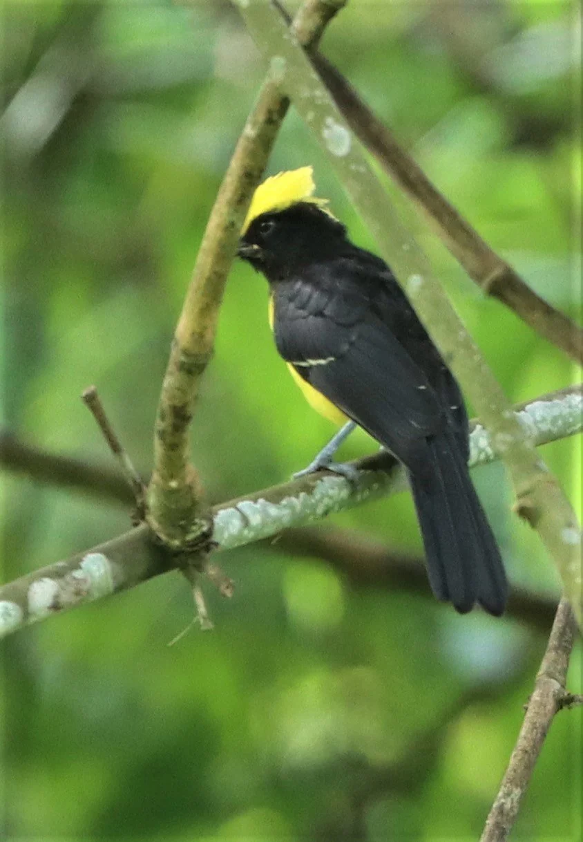 Sultan Tit (Melanochroa sultanea) Kaeng Krachan National Park, Thailand (22).jpg