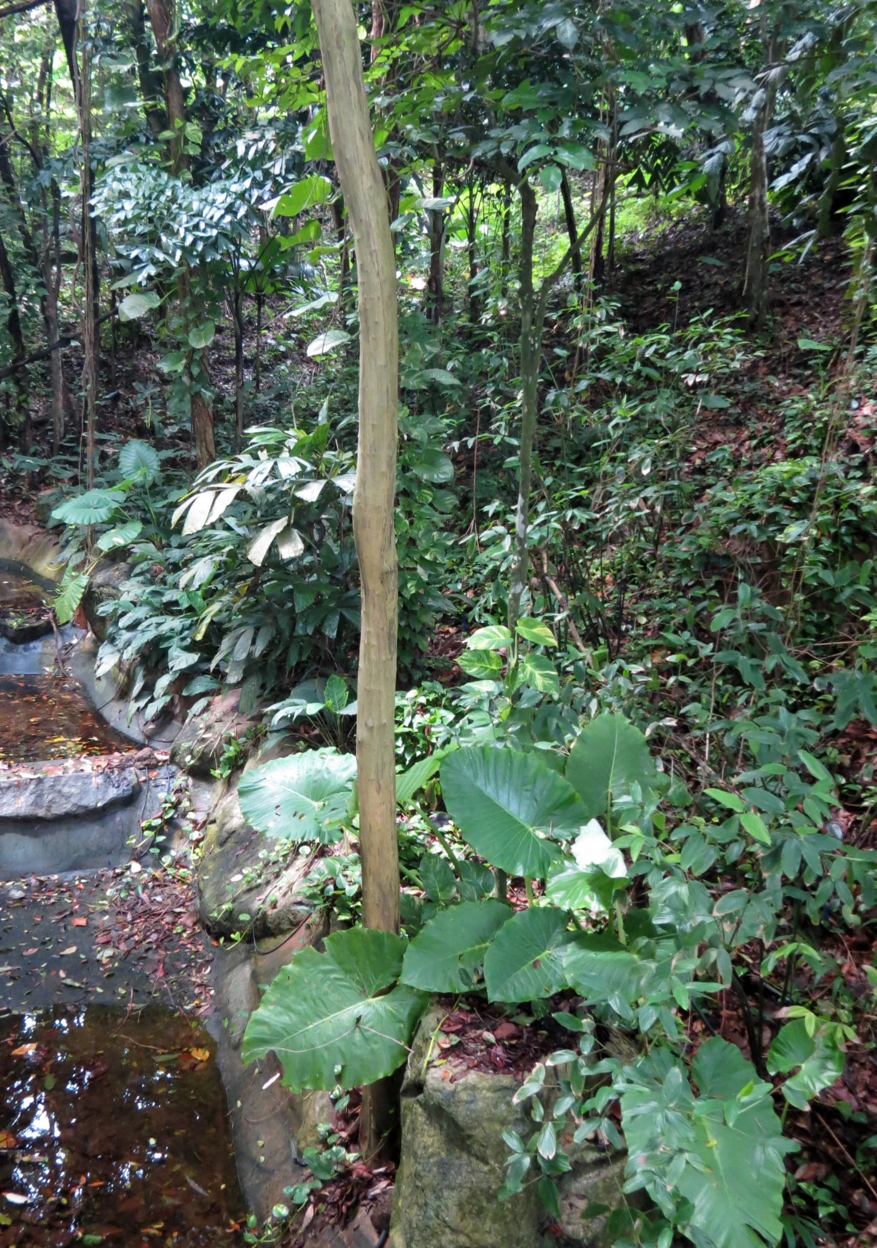 2014 Koh Lanta Build (60).JPG