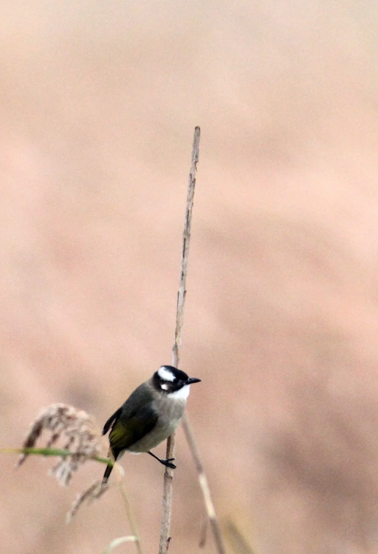 BULBUL - CHINESE BULBUL - Pycnonotus sinensis - CHONGMING ISLAND DONGTAN WETLAND RESERVE CHINA (3).JPG