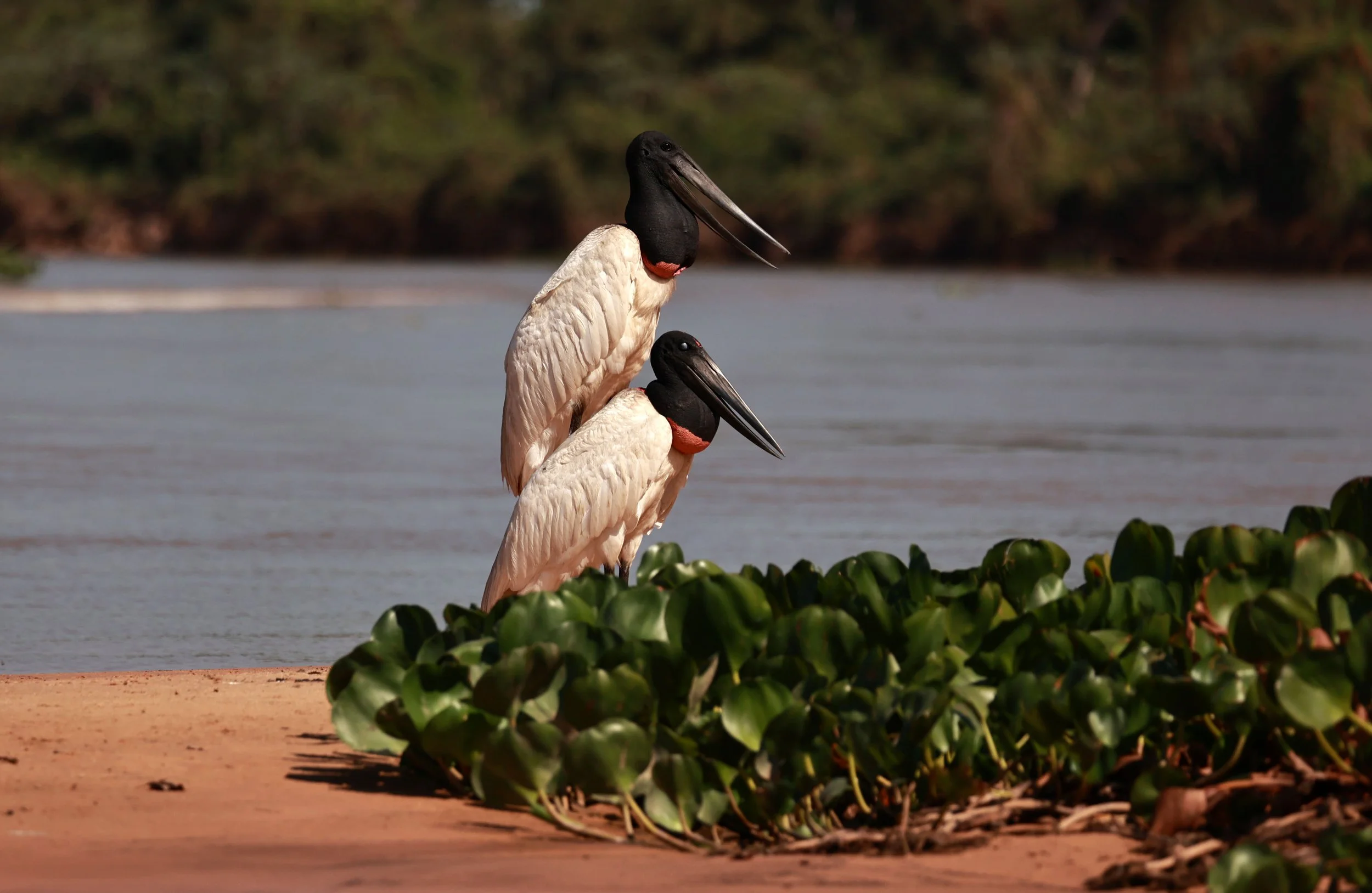 Stork - Jabiru mycteria - Pantanal, Encontro das Águas State Park, Porto Jofre, Cuiaba River, Brazil (43).jpg