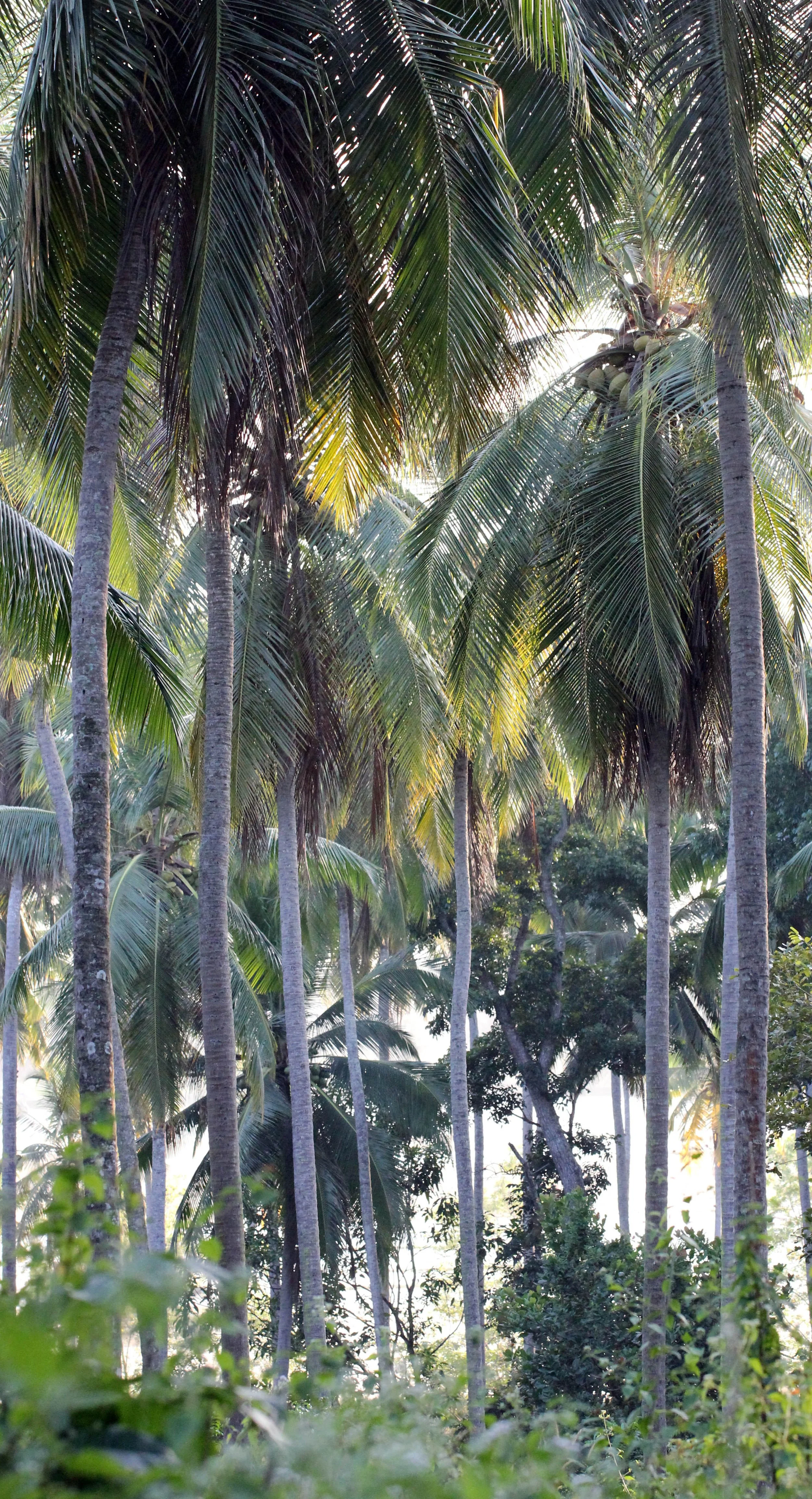 NIGAMBU FOREST AREA SRI LANKA PHOTO BY SOM SMITH (2).JPG