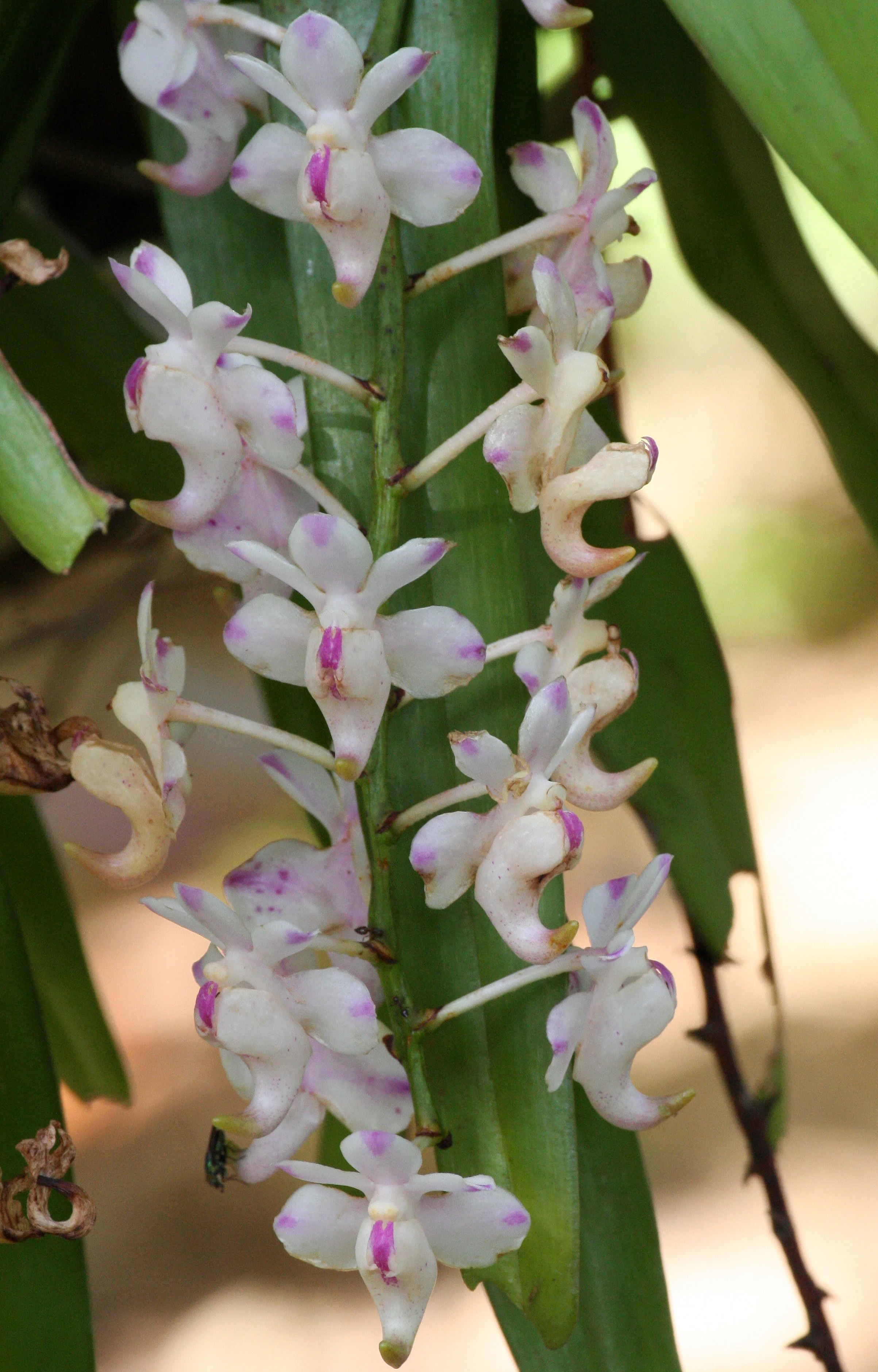 2008 Promluk Property And Family - Nawarn, Dad, etc (77).JPG